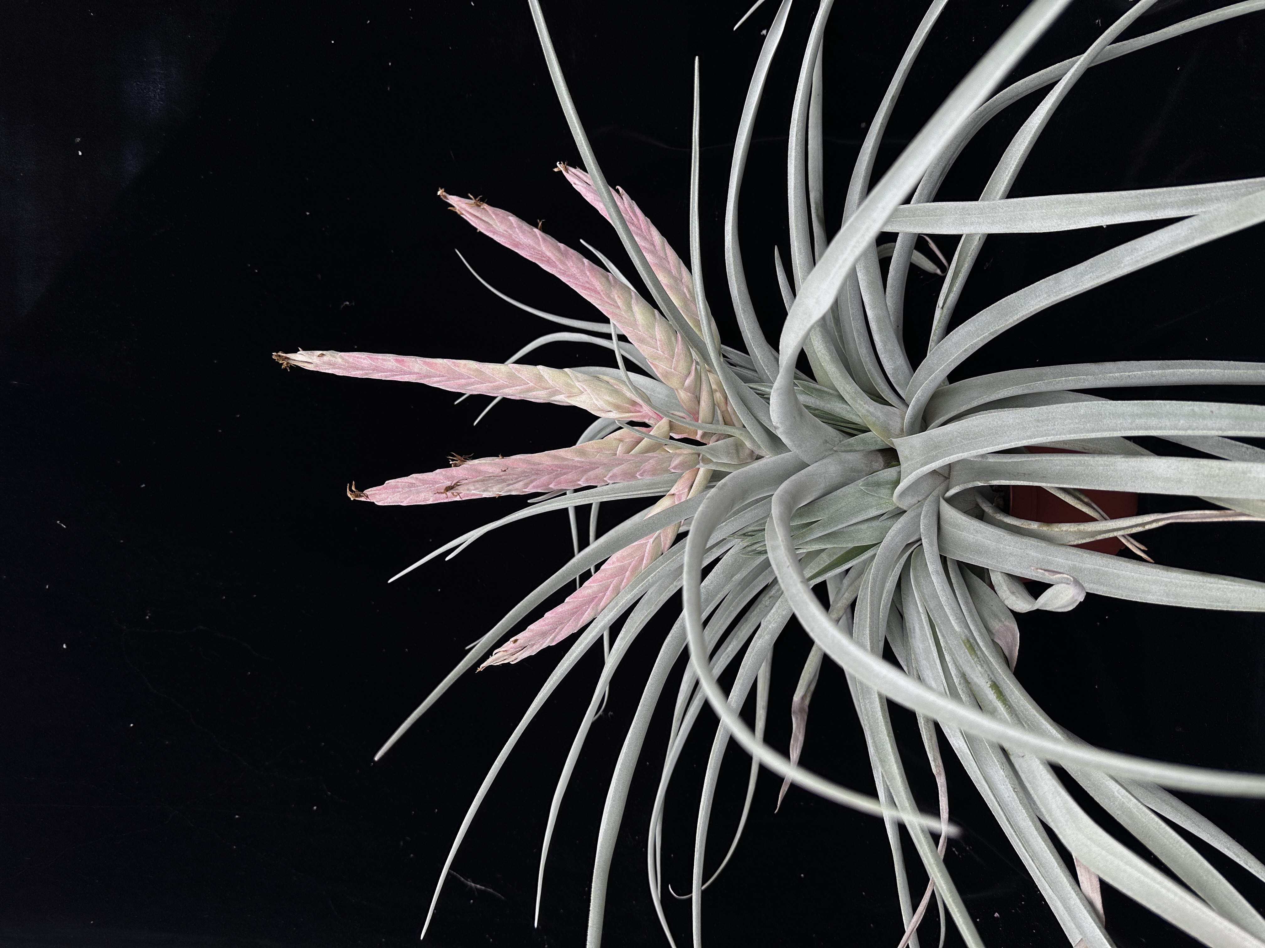 ブロメリア・エアープランツ T. ehlersiana x chiapensis T. ehlersiana x chiapensis ブロメリア・エアープランツ