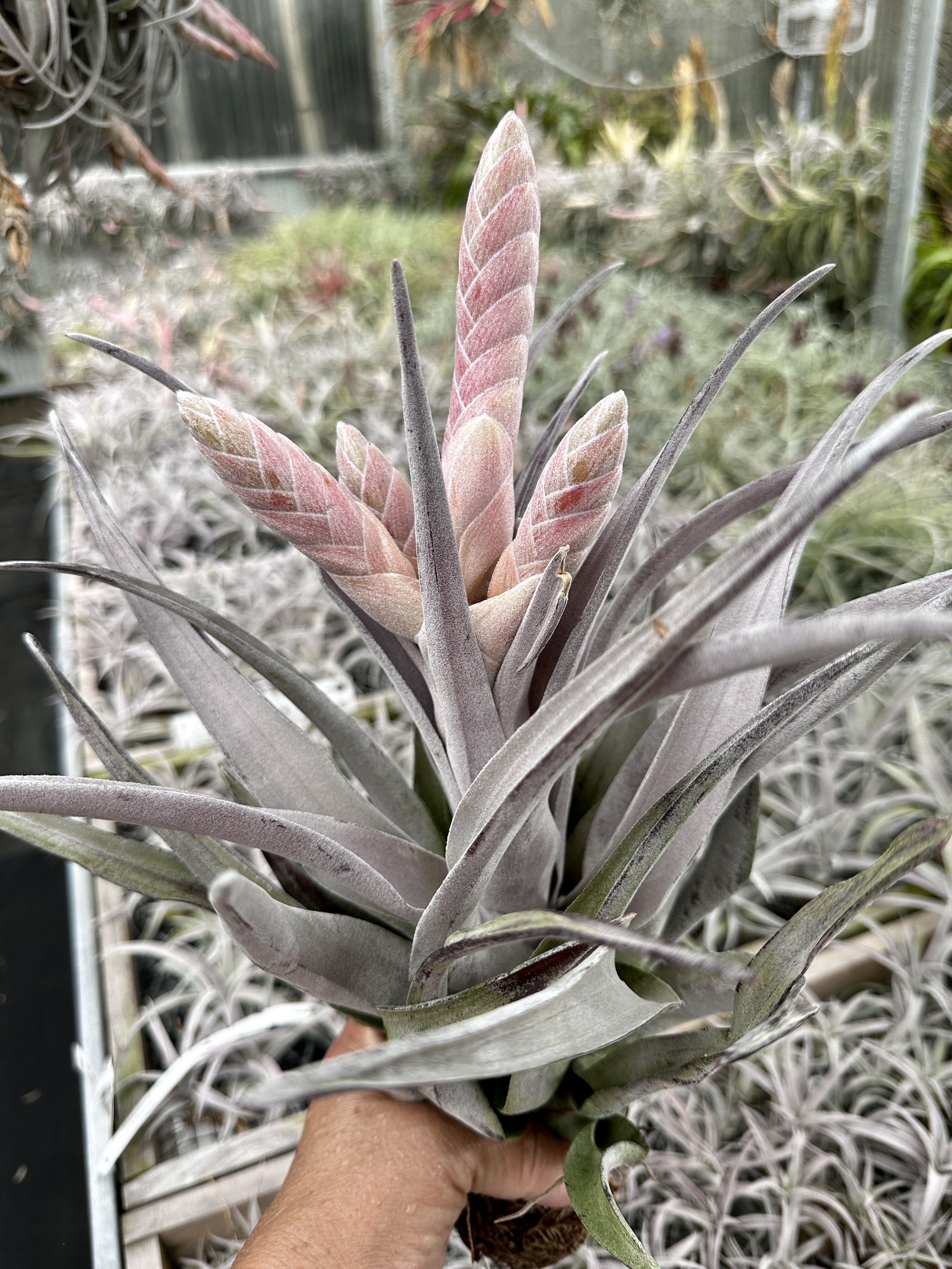 IMG_5260__19406.1694539593.jpg?c=2