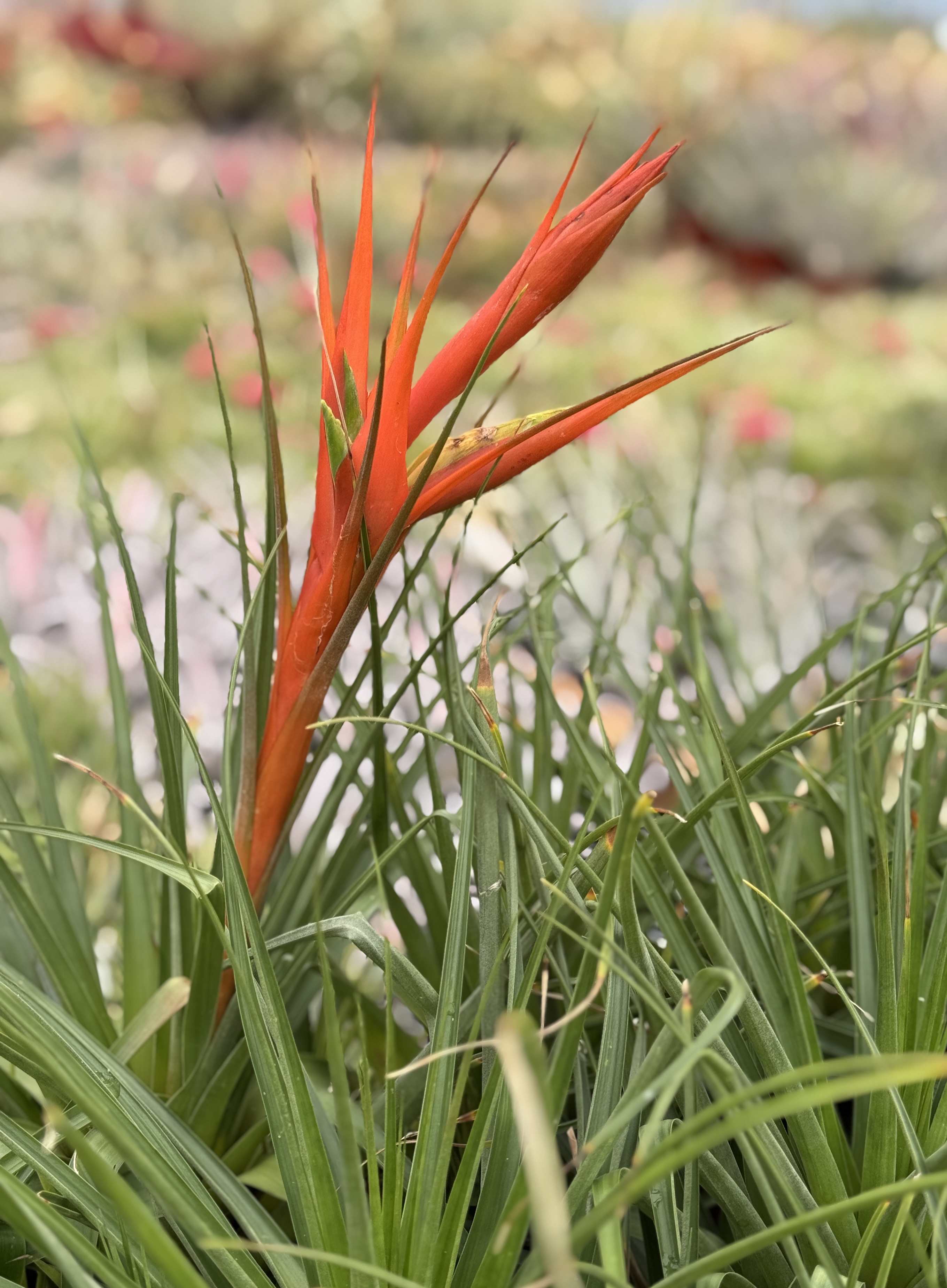 TTina__81933.1738352958.jpg?c=2