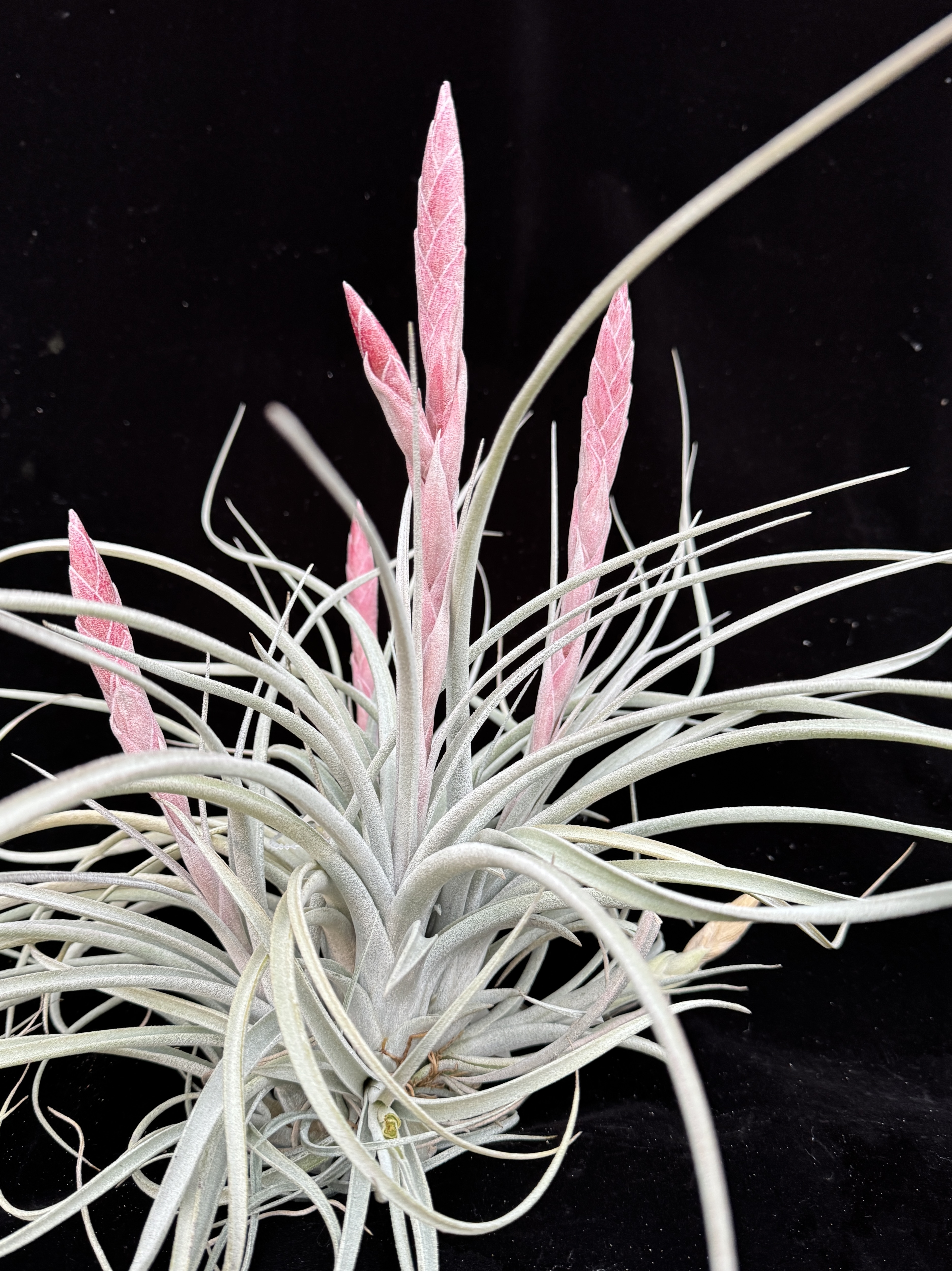 TexsertaXchiap__05747.