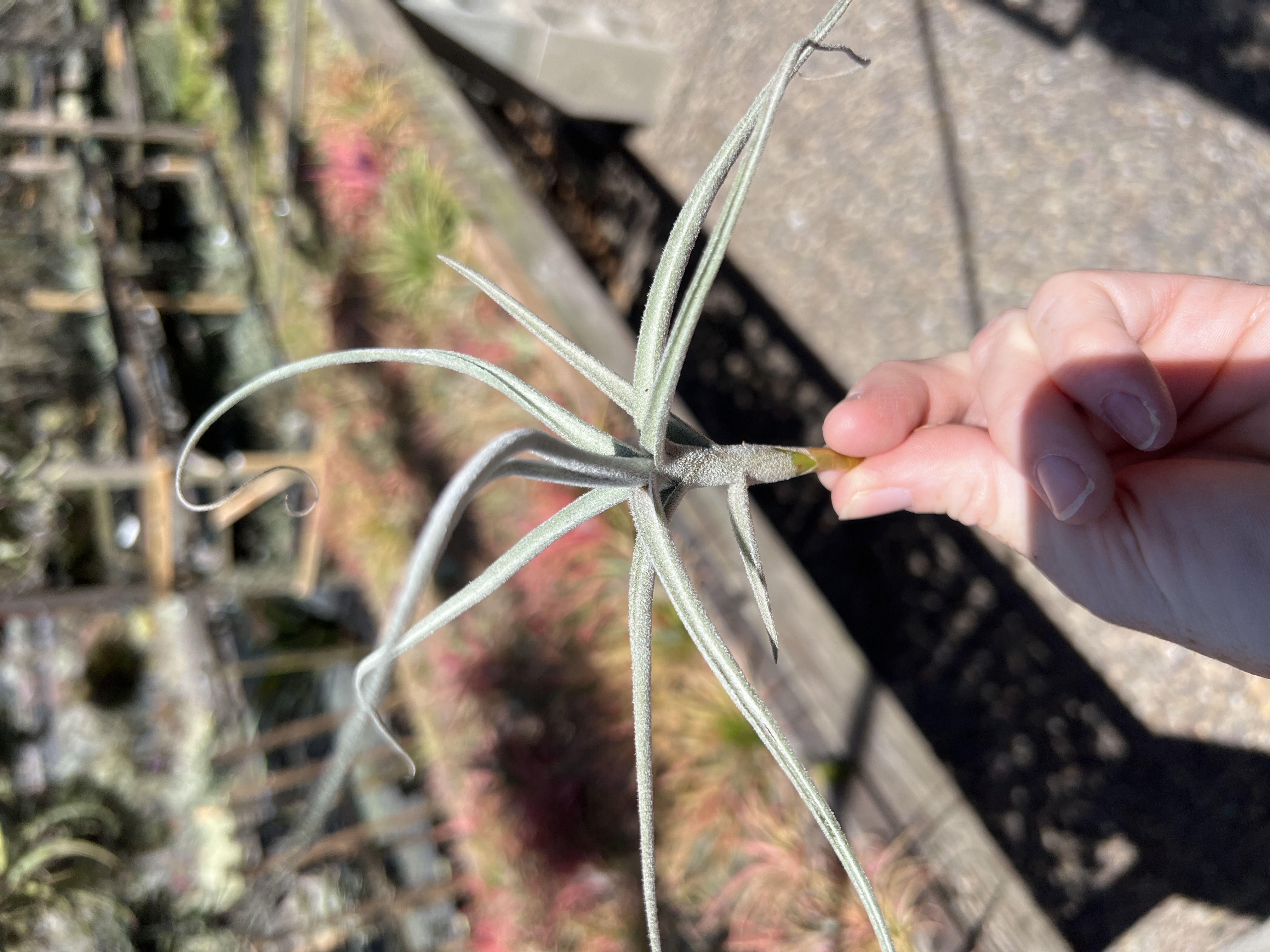 Tillandsia Bird Rock Swirl - (Large Grey Form) - Bird Rock Tropicals