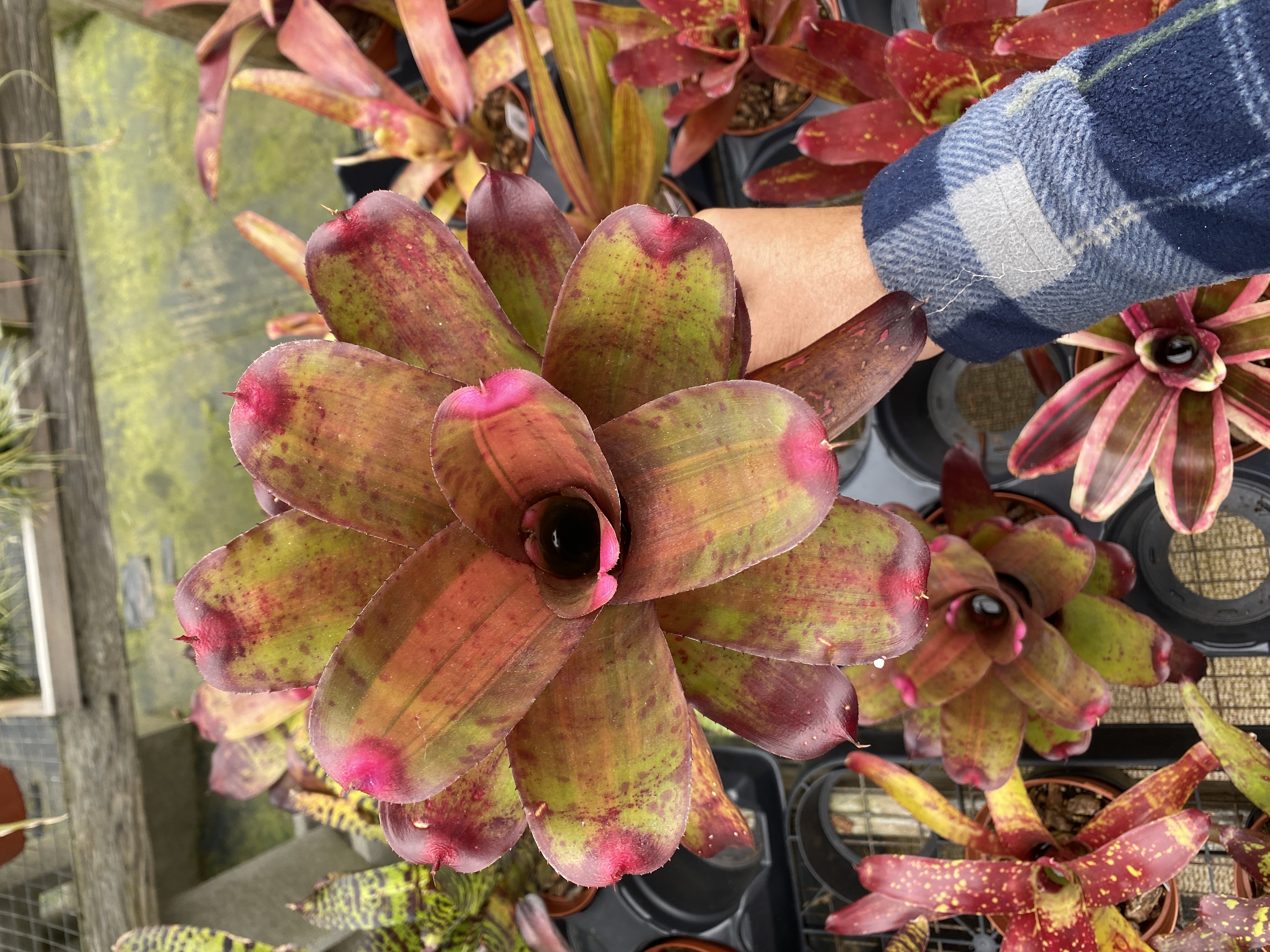 ネオレゲリア スペクタビリス Neoregelia Spectabilis Neoregelia spectabilis (variegated) - Bird Rock Tropicals
