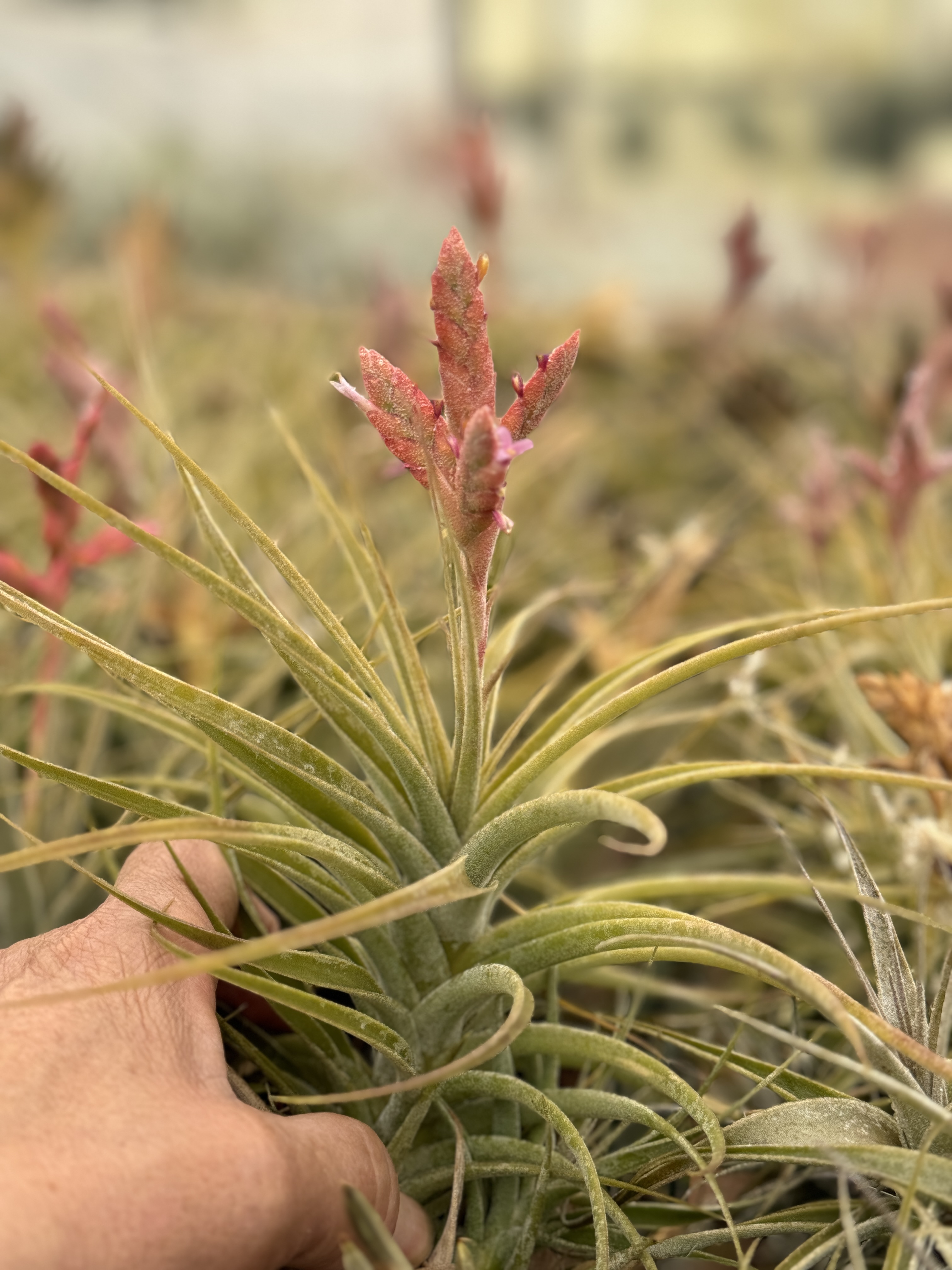 Tillandsia latifolia v. latifolia (coral/pink non-viviparous form