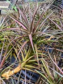 Tillandsia species (aeranthos group) - Bird Rock Tropicals