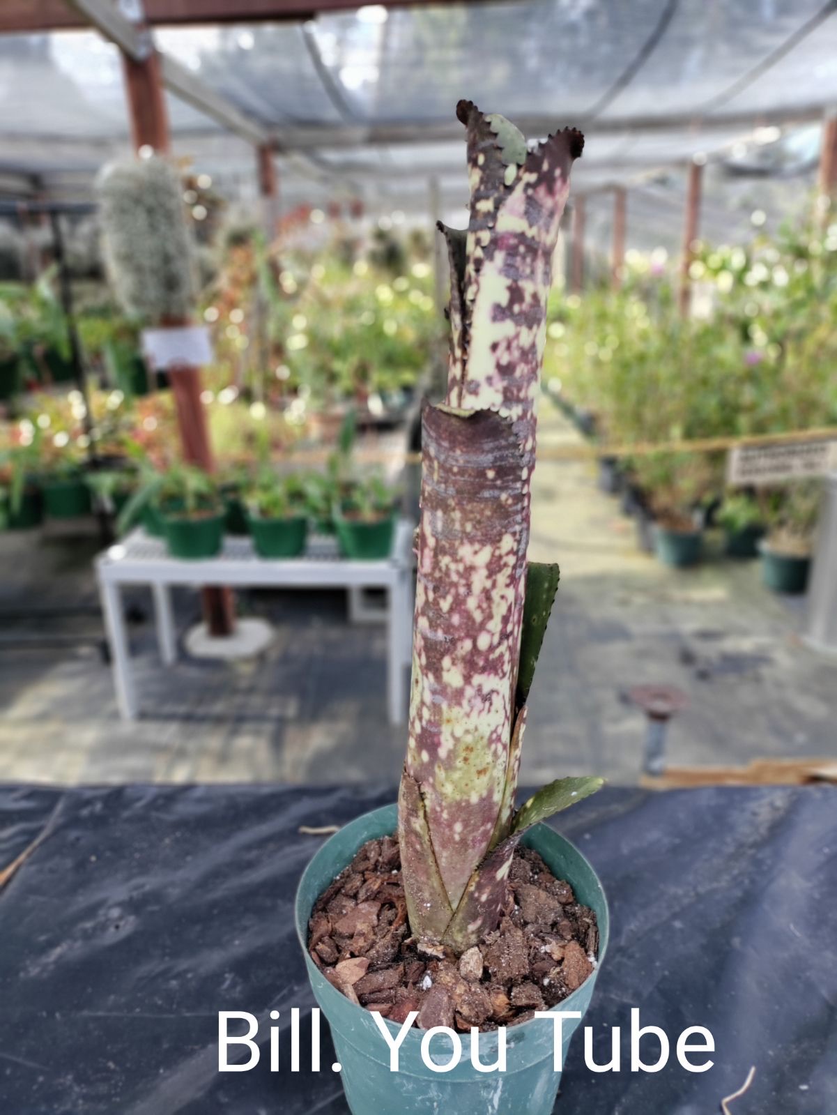 ブロメリア・エアープランツ Billbergia Youtube Billbergia YouTube - Bird Rock Tropicals