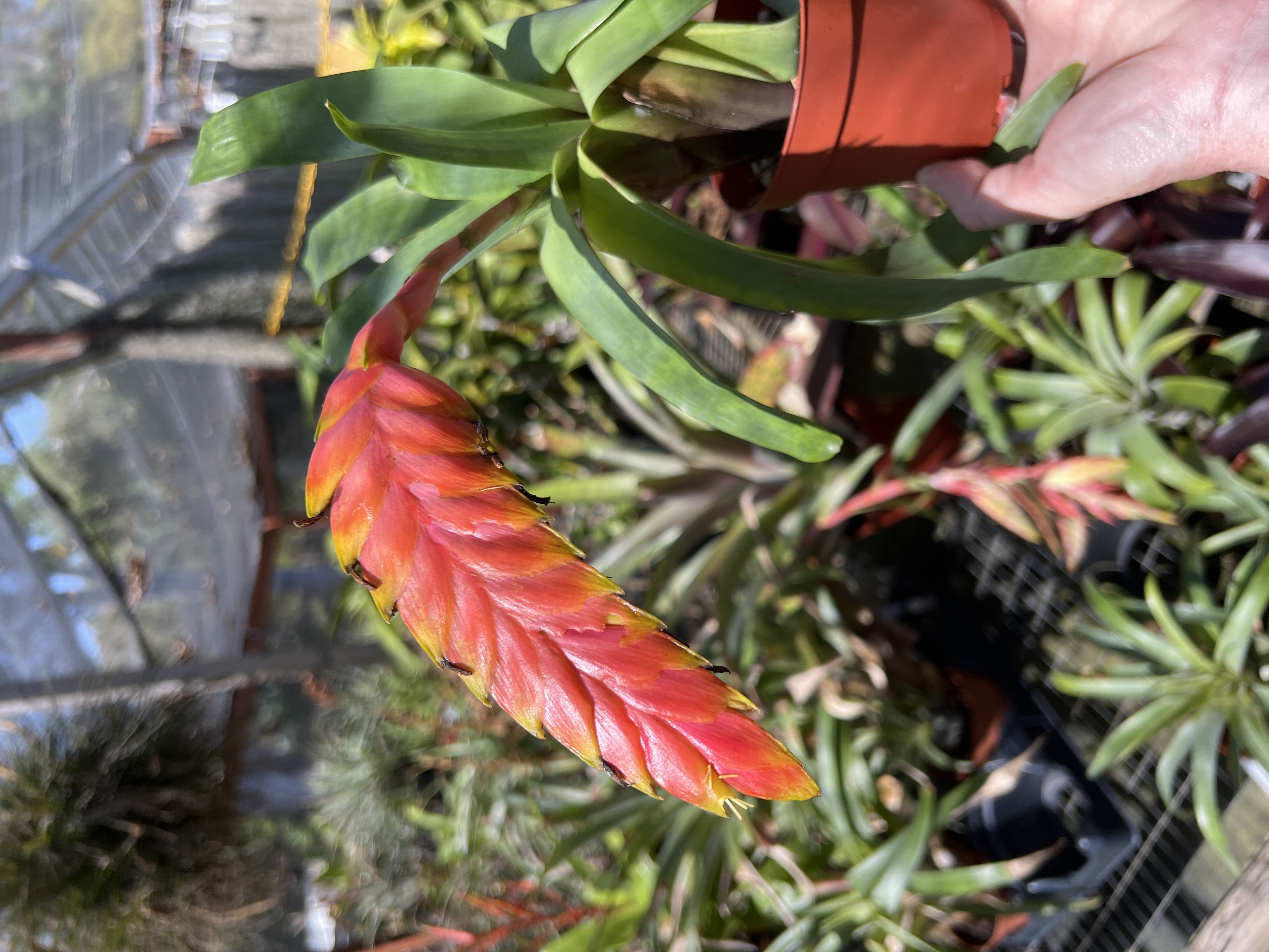 Vriesea rubyae - Bird Rock Tropicals