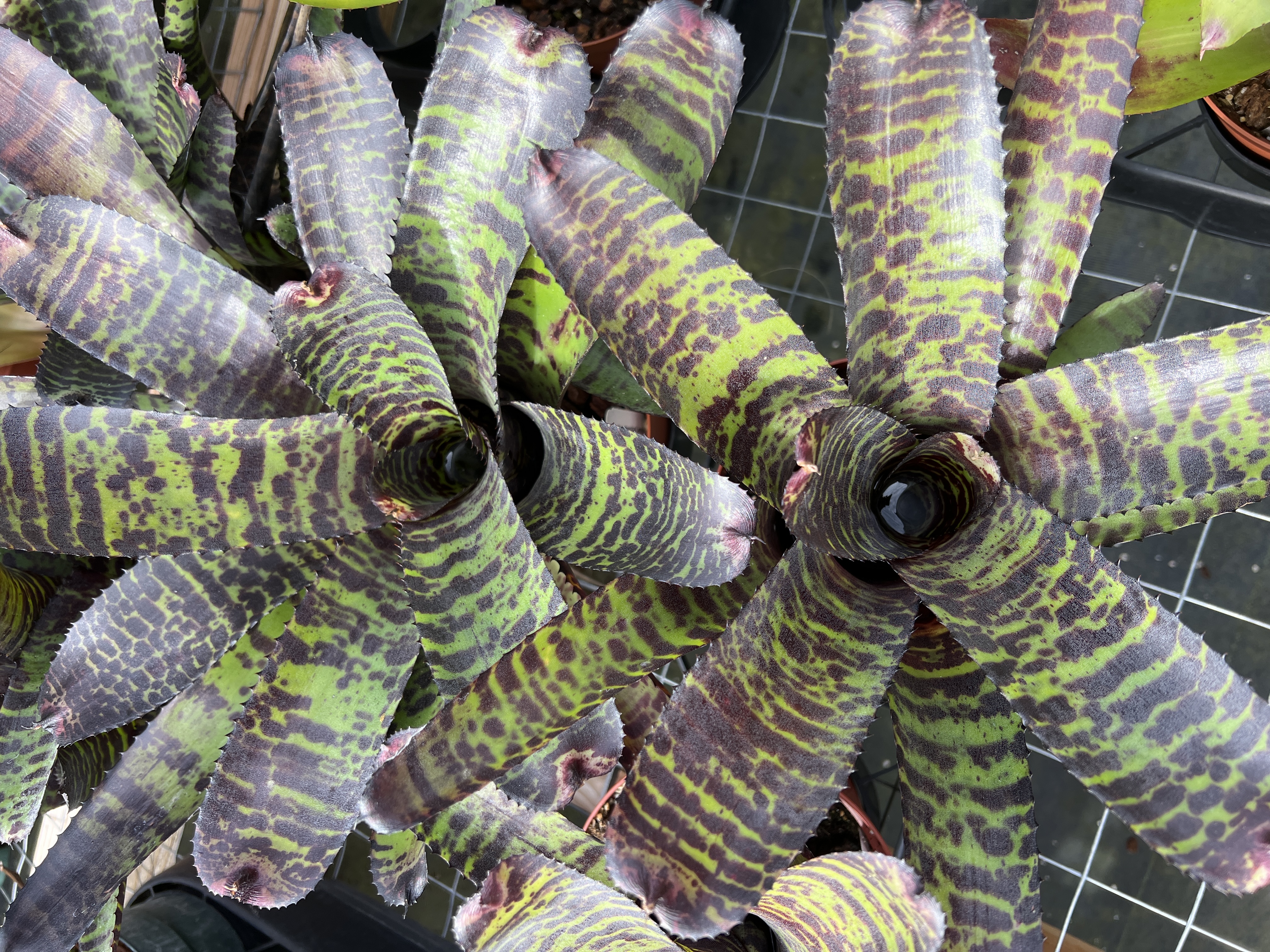Neoregelia Hannibal Lecter - Bird Rock Tropicals