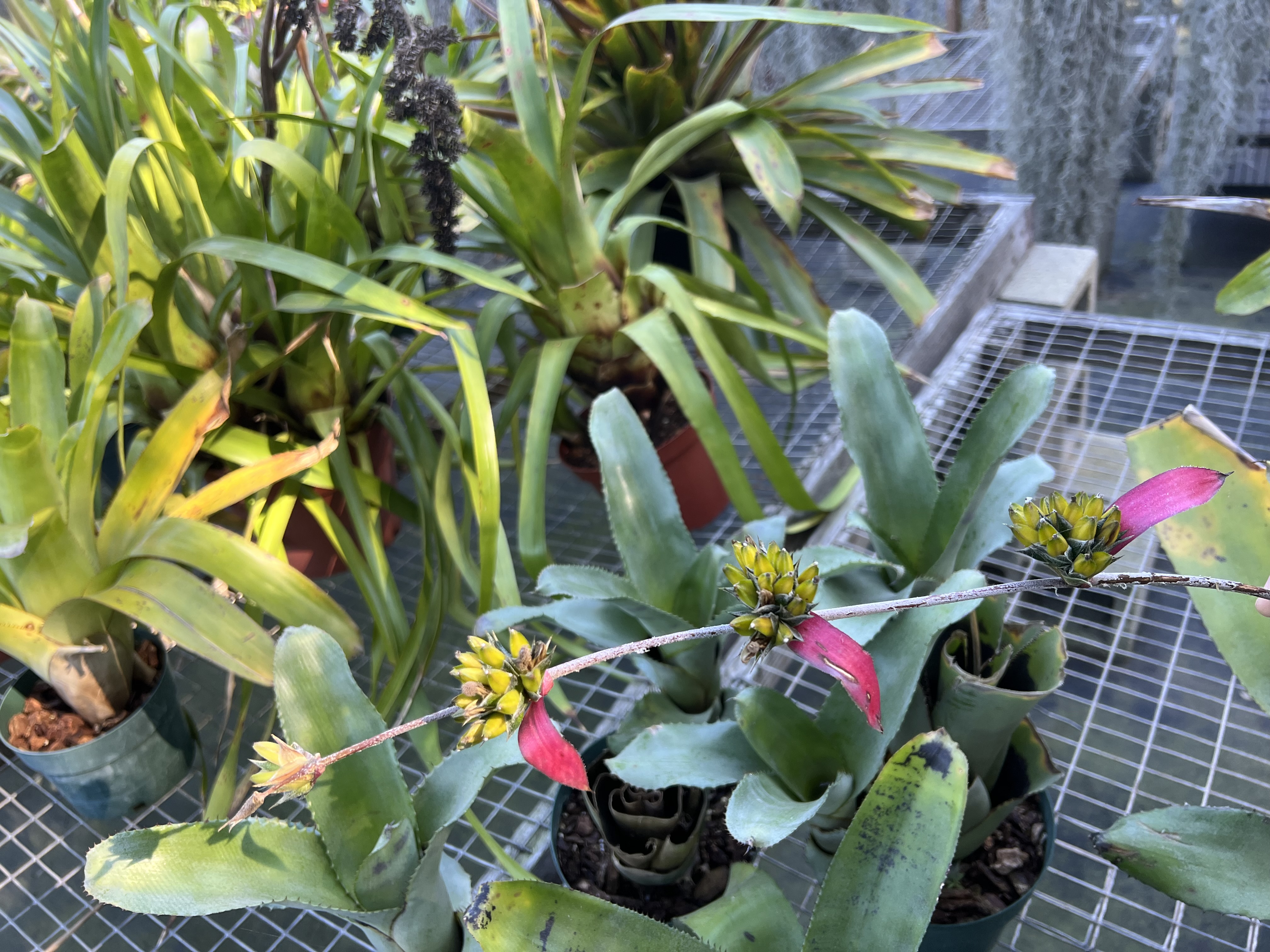 エクメア　ディスジュンクタ Aechmea disjuncta - Bird Rock Tropicals