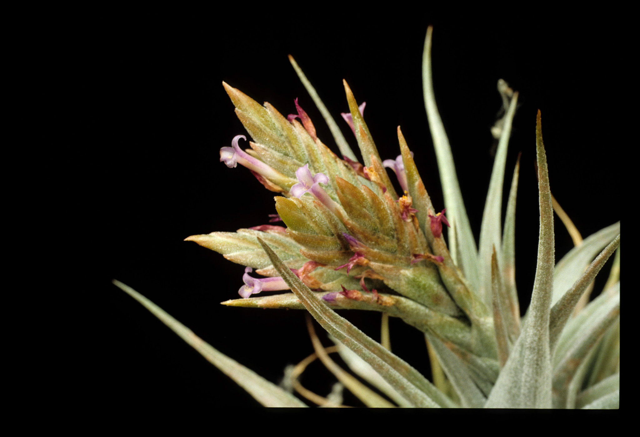 Tillandsia comarapaensis - Bird Rock Tropicals