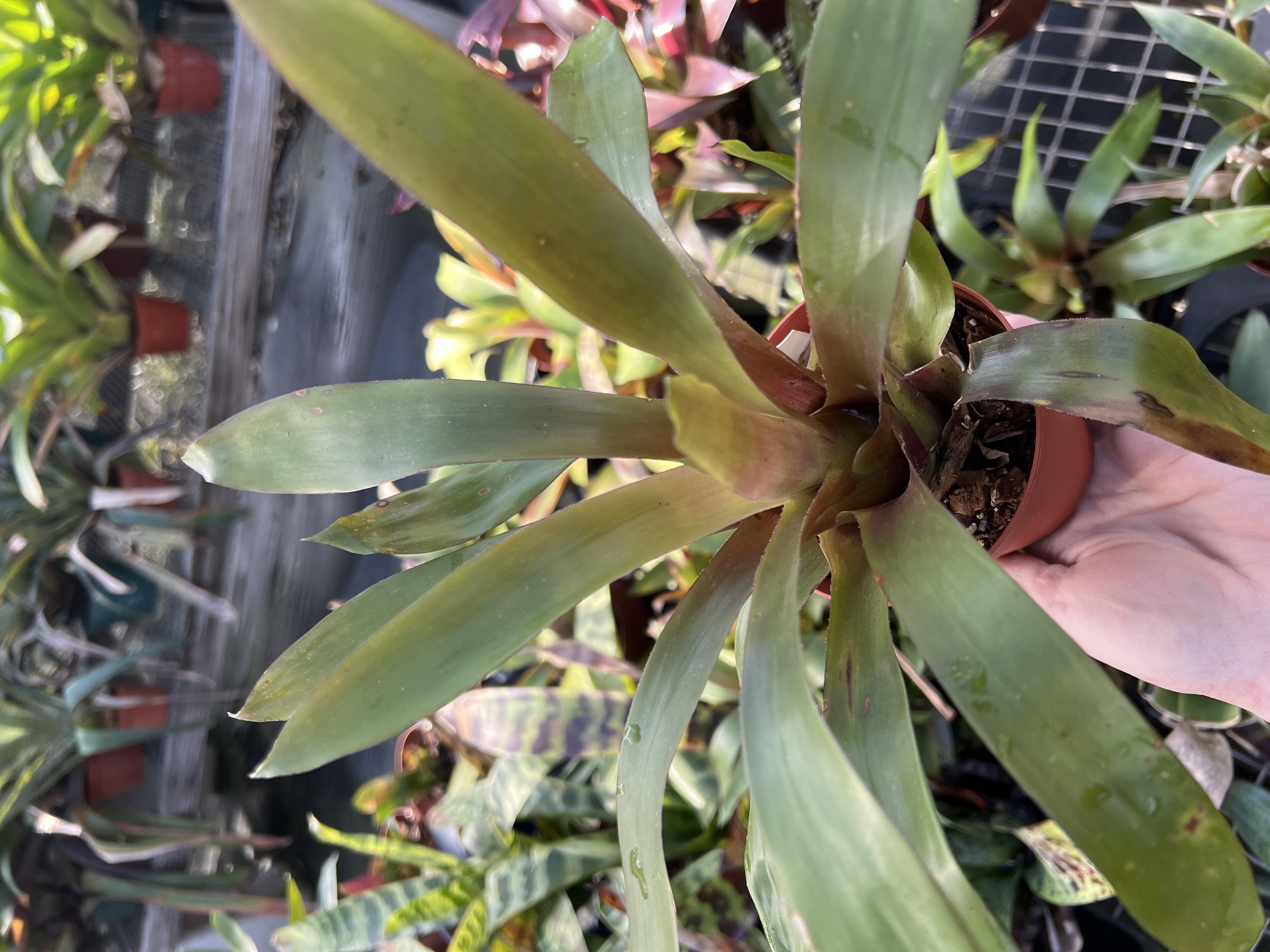 Vriesea simplex - Bird Rock Tropicals