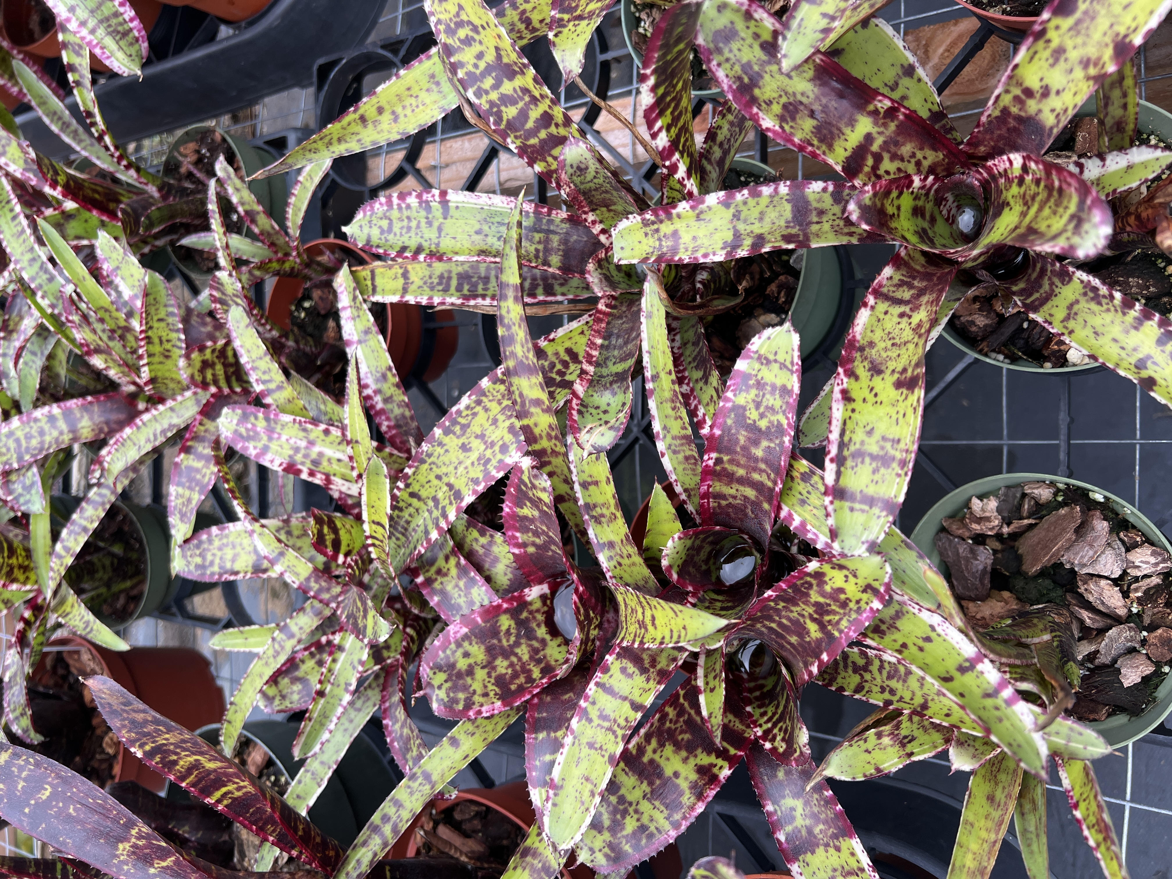 Neoregelia Skotak Hybrid〔ネオレゲリア〕N0602 Neoregelia Skotak Hybrid - Bird Rock Tropicals