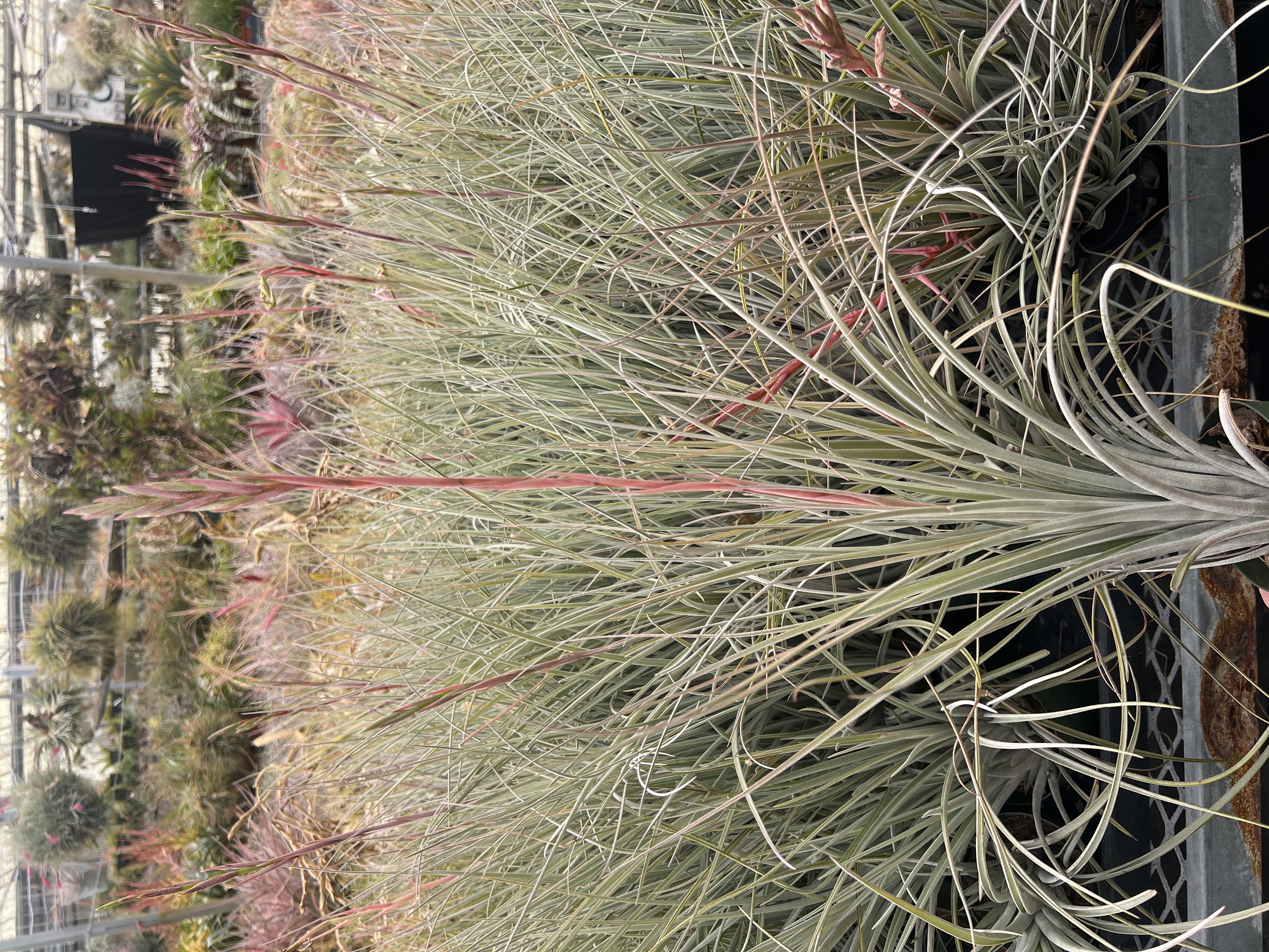 Tillandsia karwinskyana x floridiana - Bird Rock Tropicals