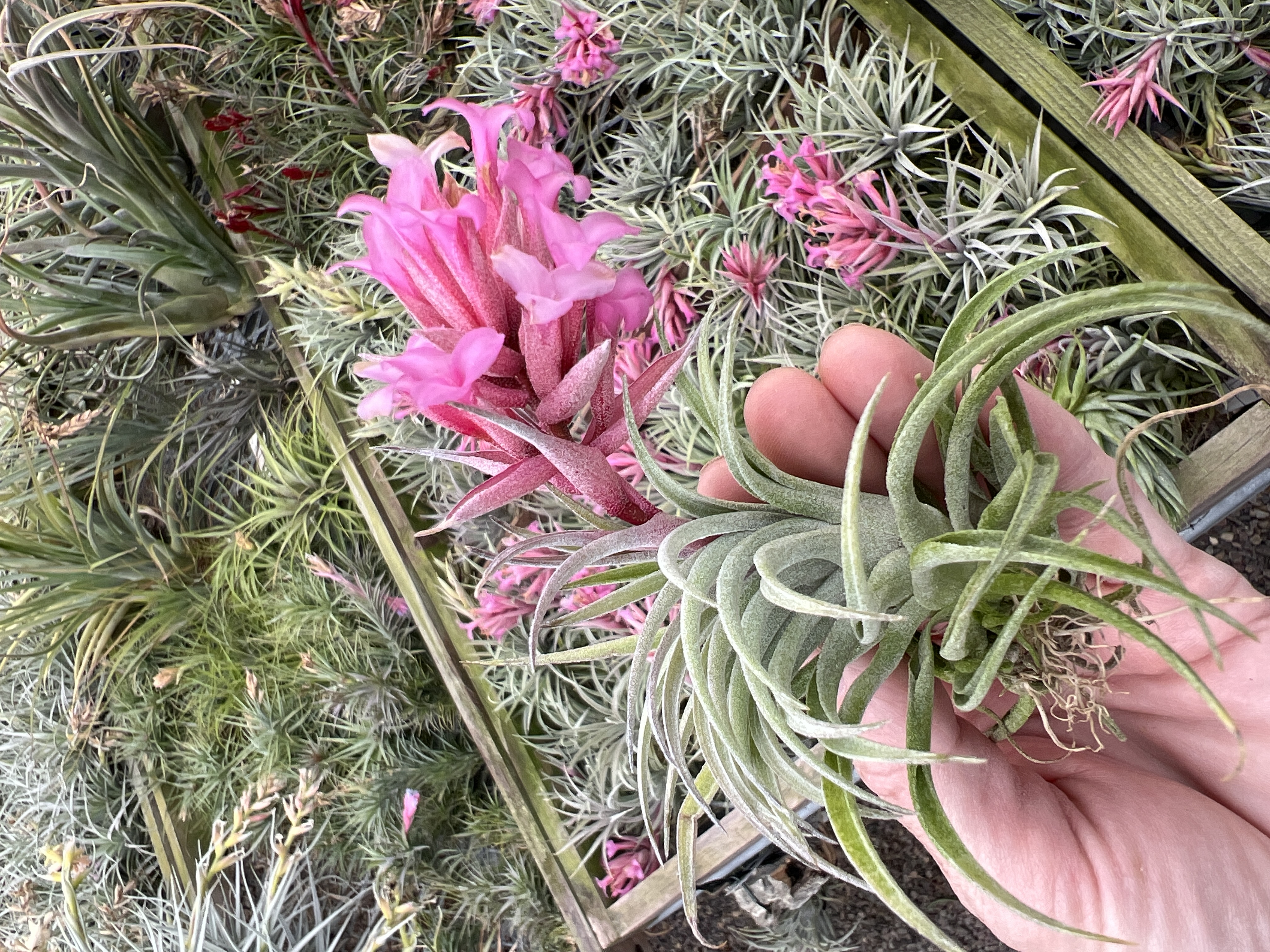フラワー・ガーデニング Tillandsia cotagaitensis **50** フラワー・ガーデニング Tillandsia cotagaitensis **50** Bromeliads