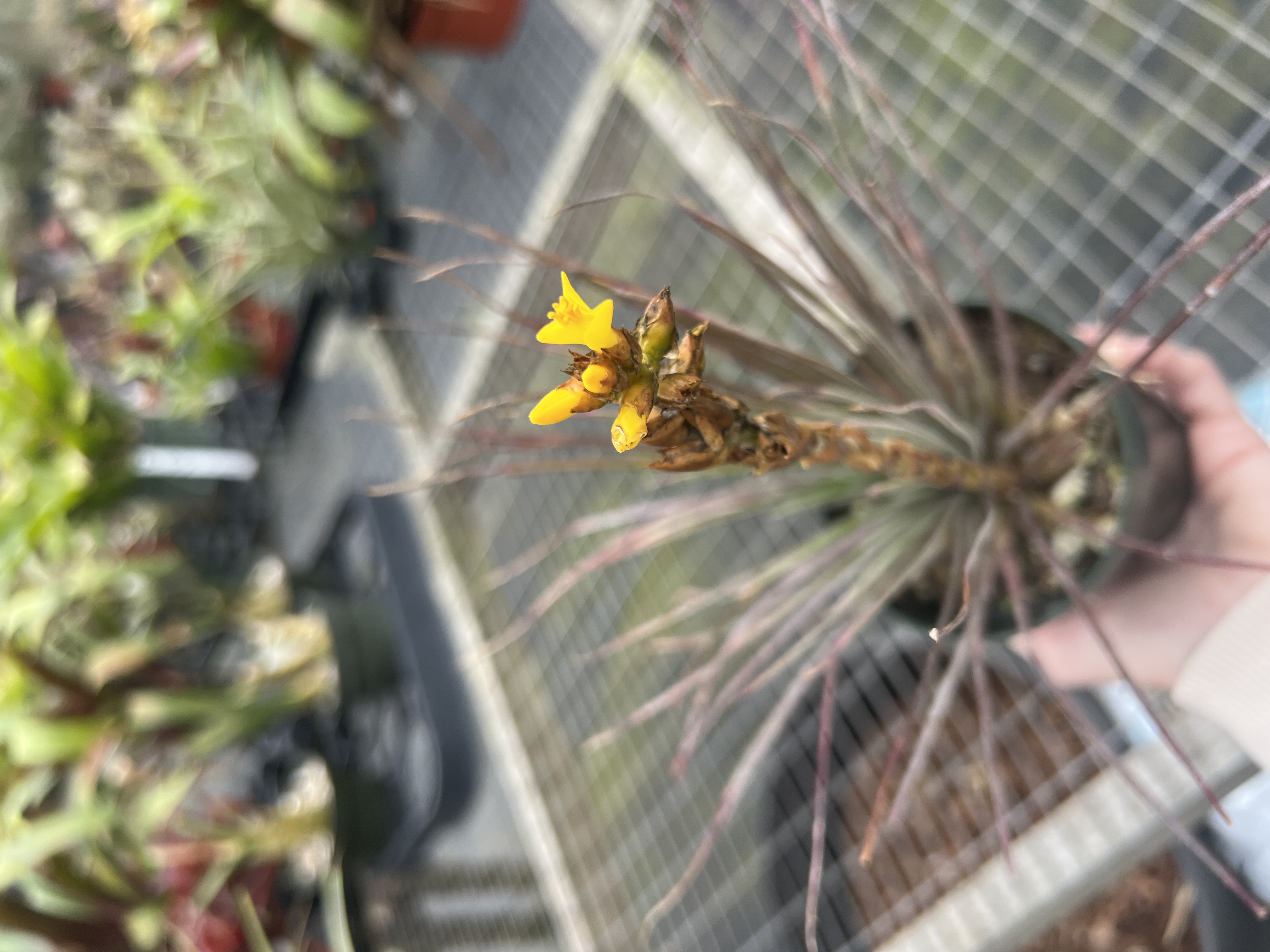 Dyckia choristaminea - Bird Rock Tropicals