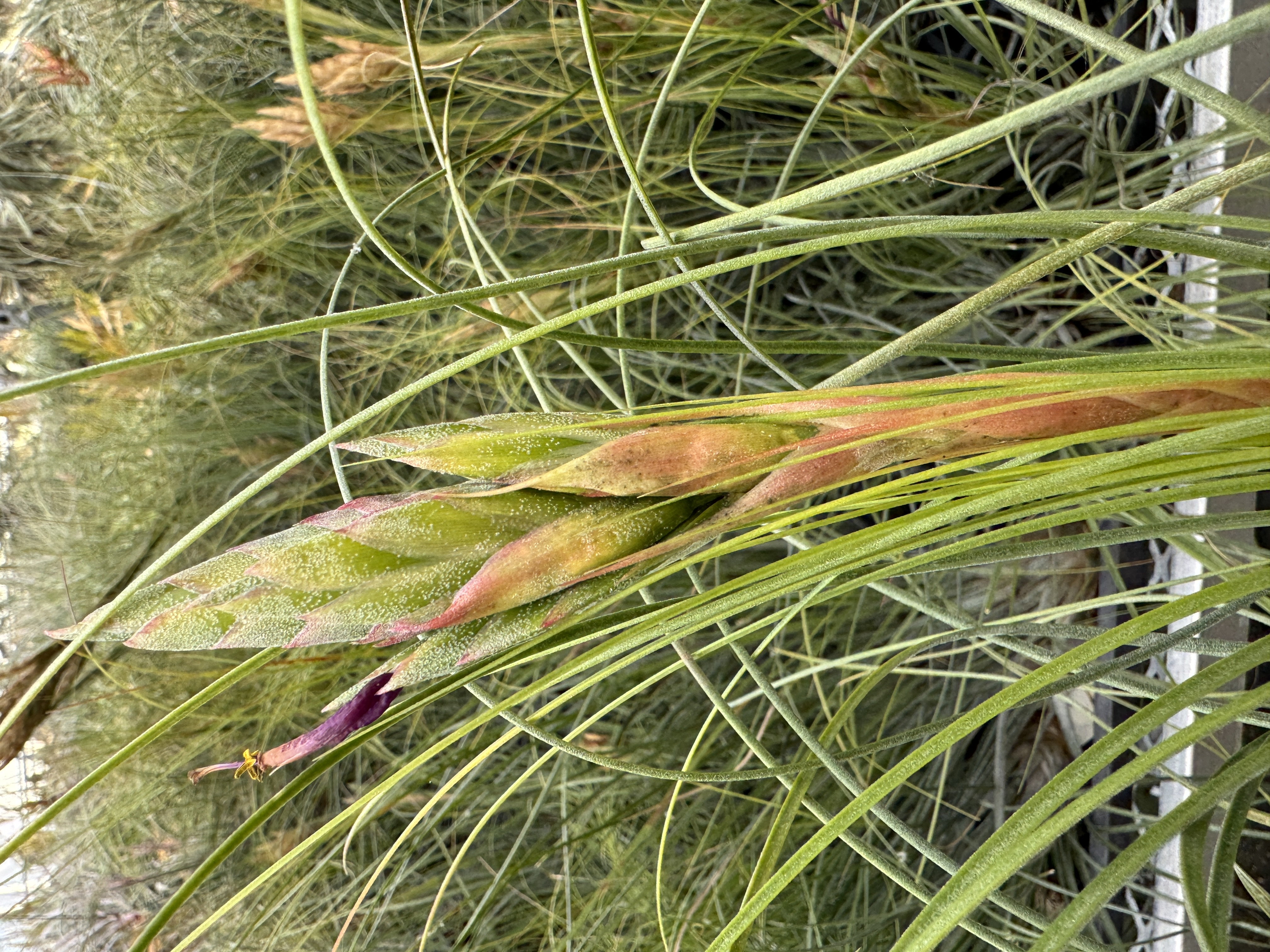 Tillandsia fasciculata v. venospica X remota - Bird Rock Tropicals