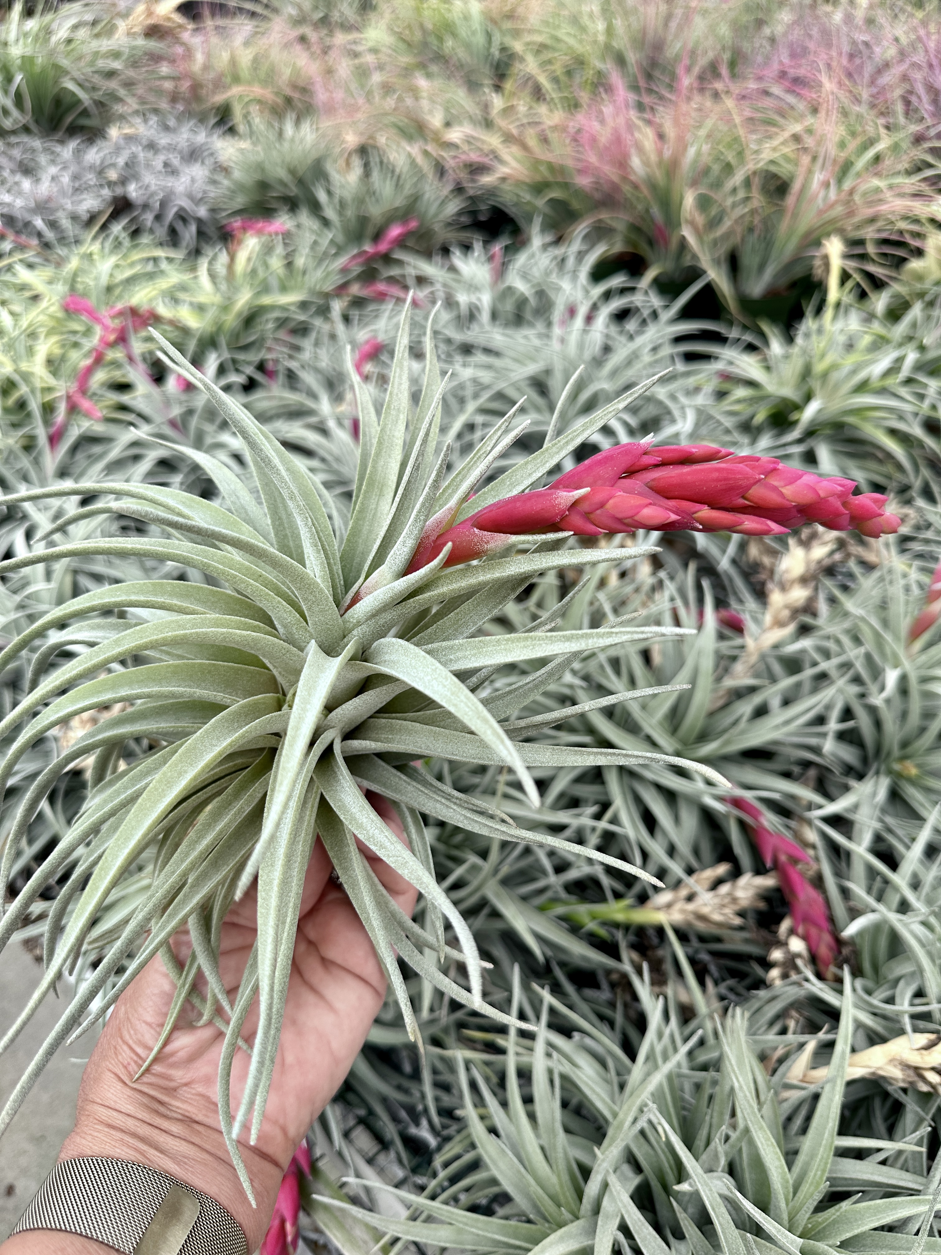 Tillandsia latifolia var. leucophylla X meridionalis - Bird Rock