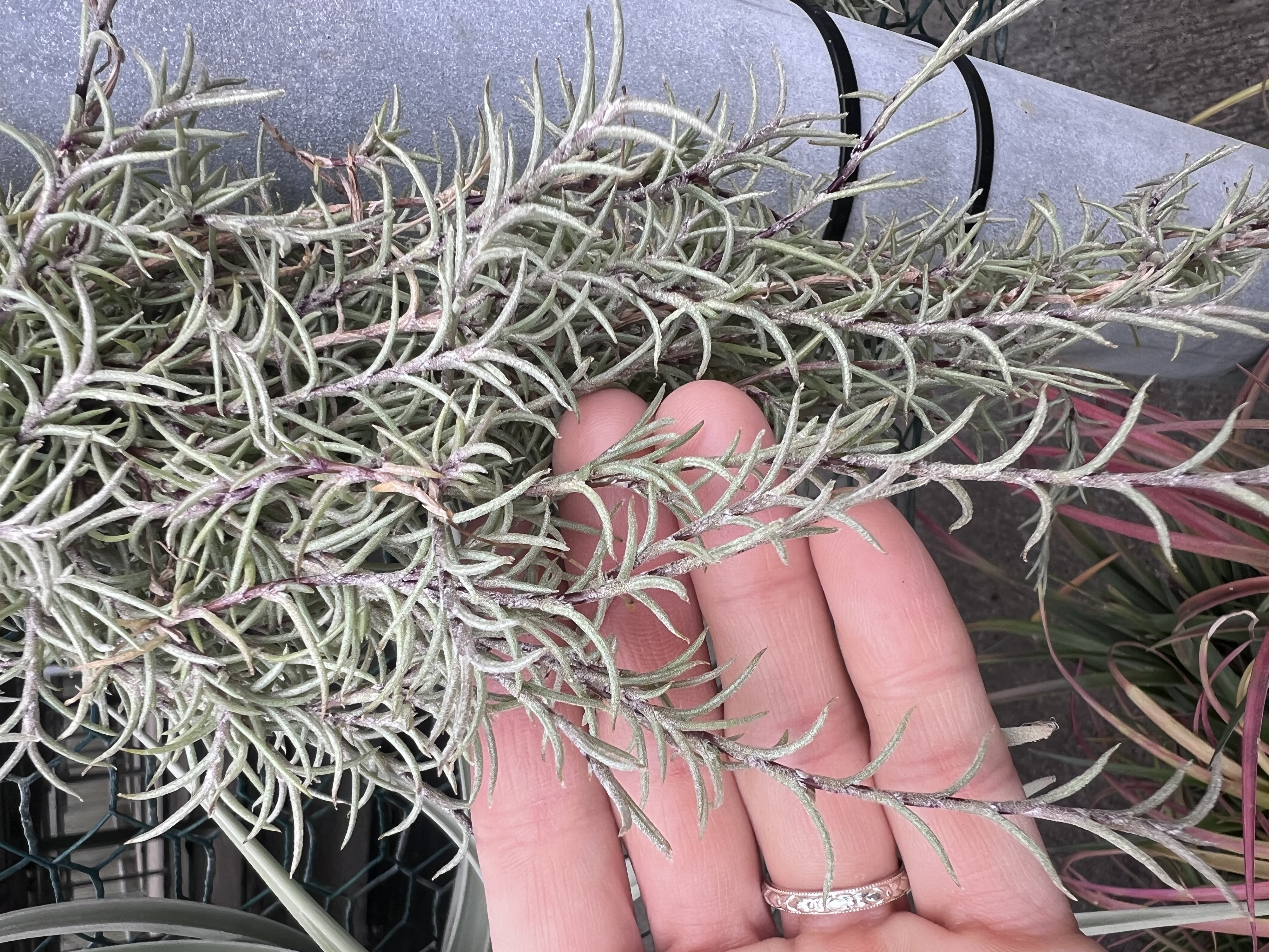 Tillandsia virescens v. capillaris 'Pitchfork' - Bird Rock Tropicals