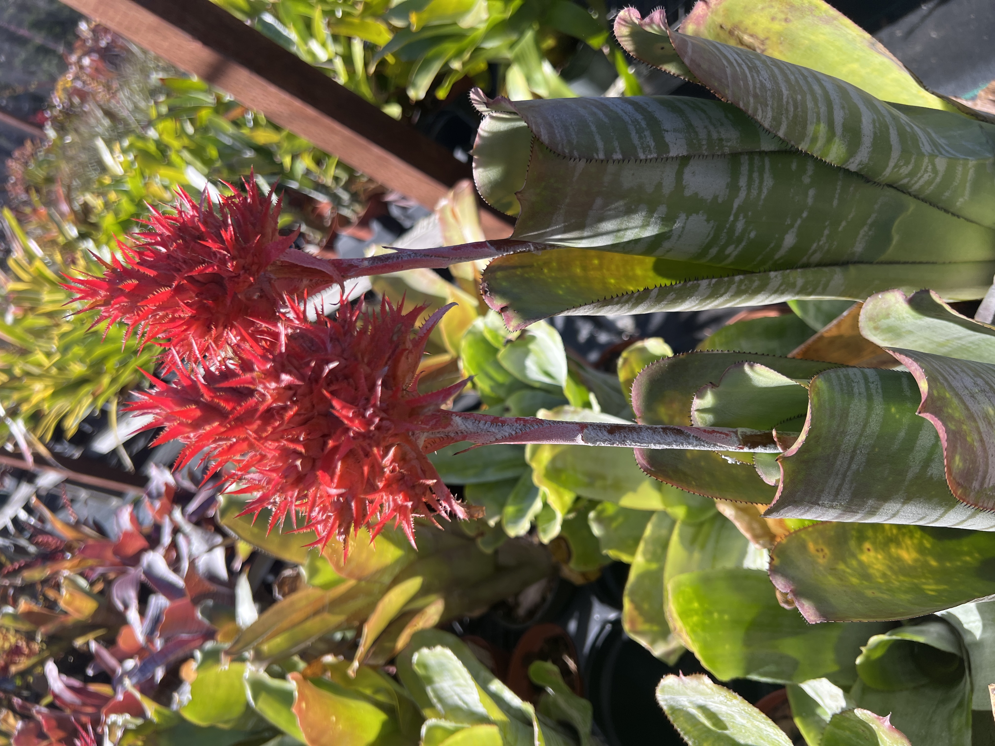 Aechmea flavorosea - Bird Rock Tropicals