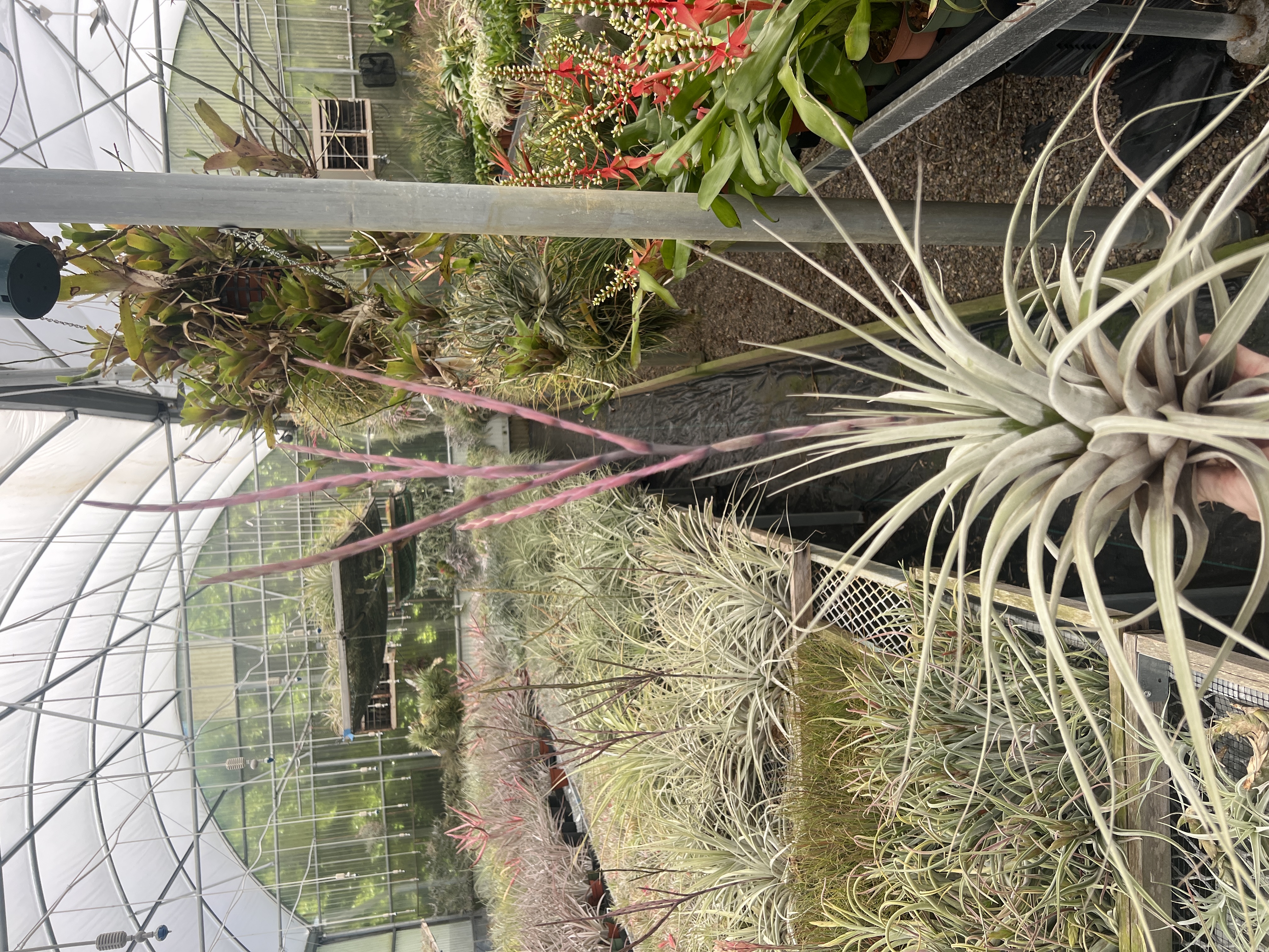 Tillandsia hitchcockiana (Ecuador) - Bird Rock Tropicals