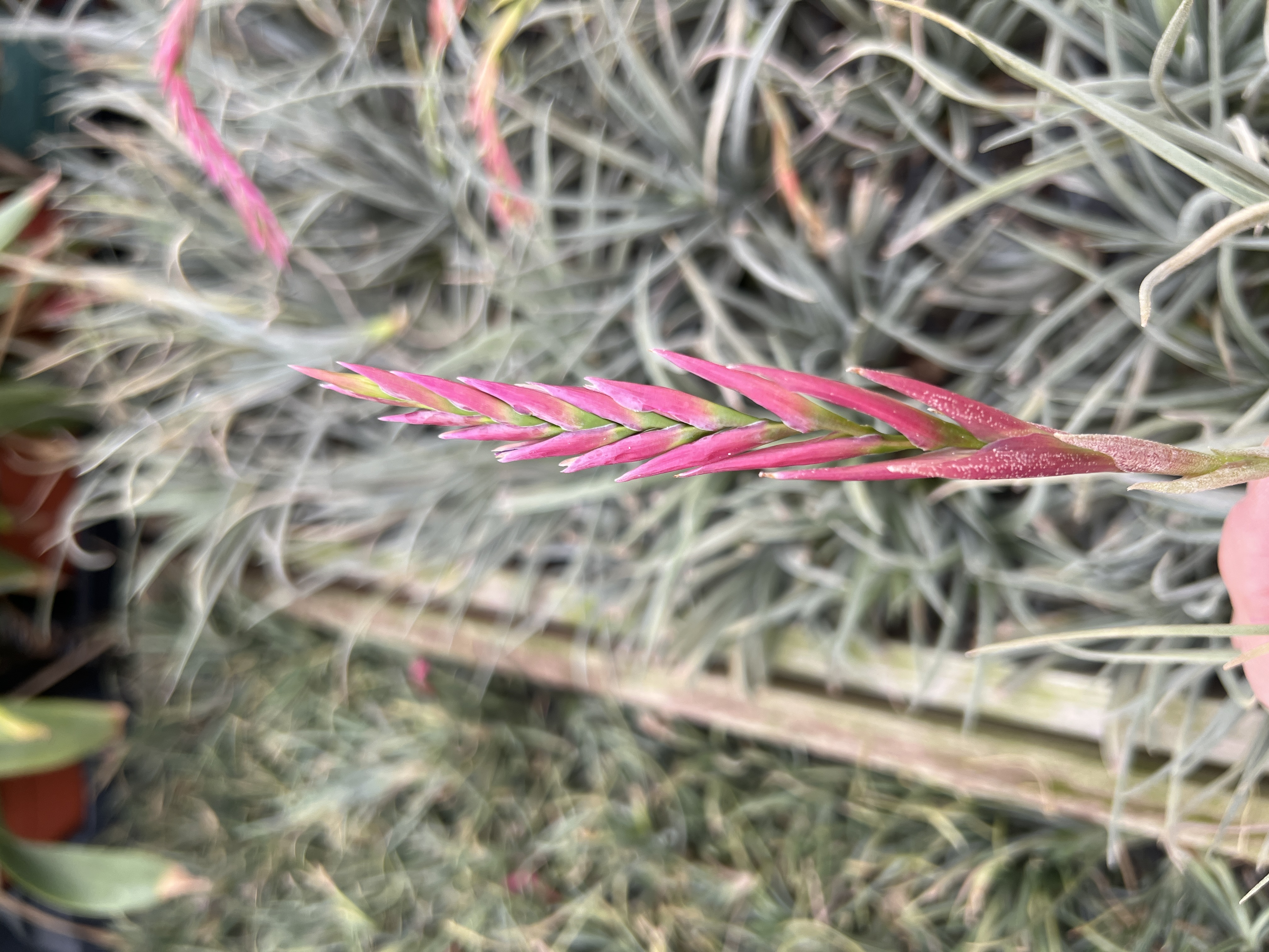 Tillandsia dorothea hybrid - Bird Rock Tropicals