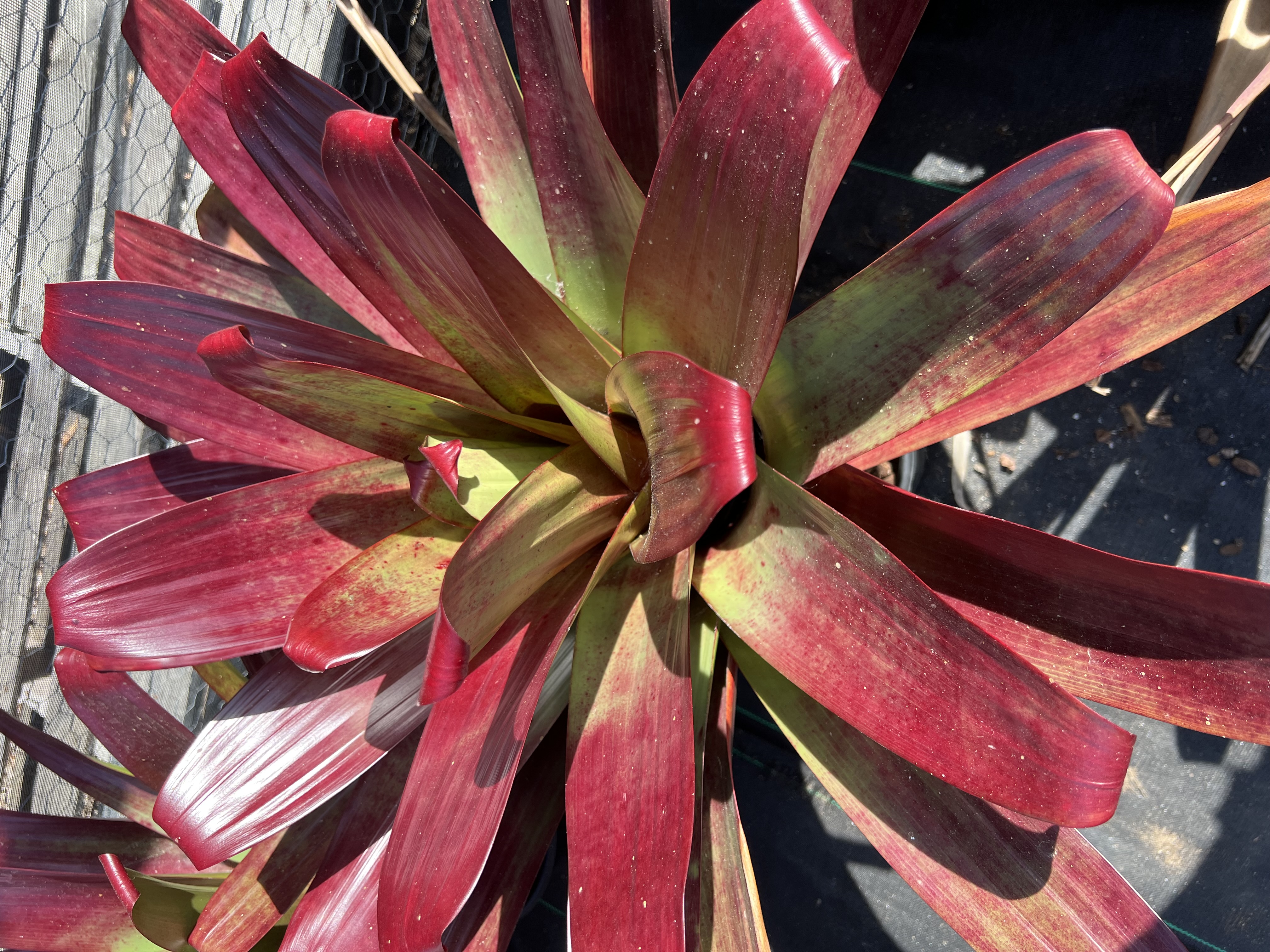 Alcantarea vinicolor - Bird Rock Tropicals