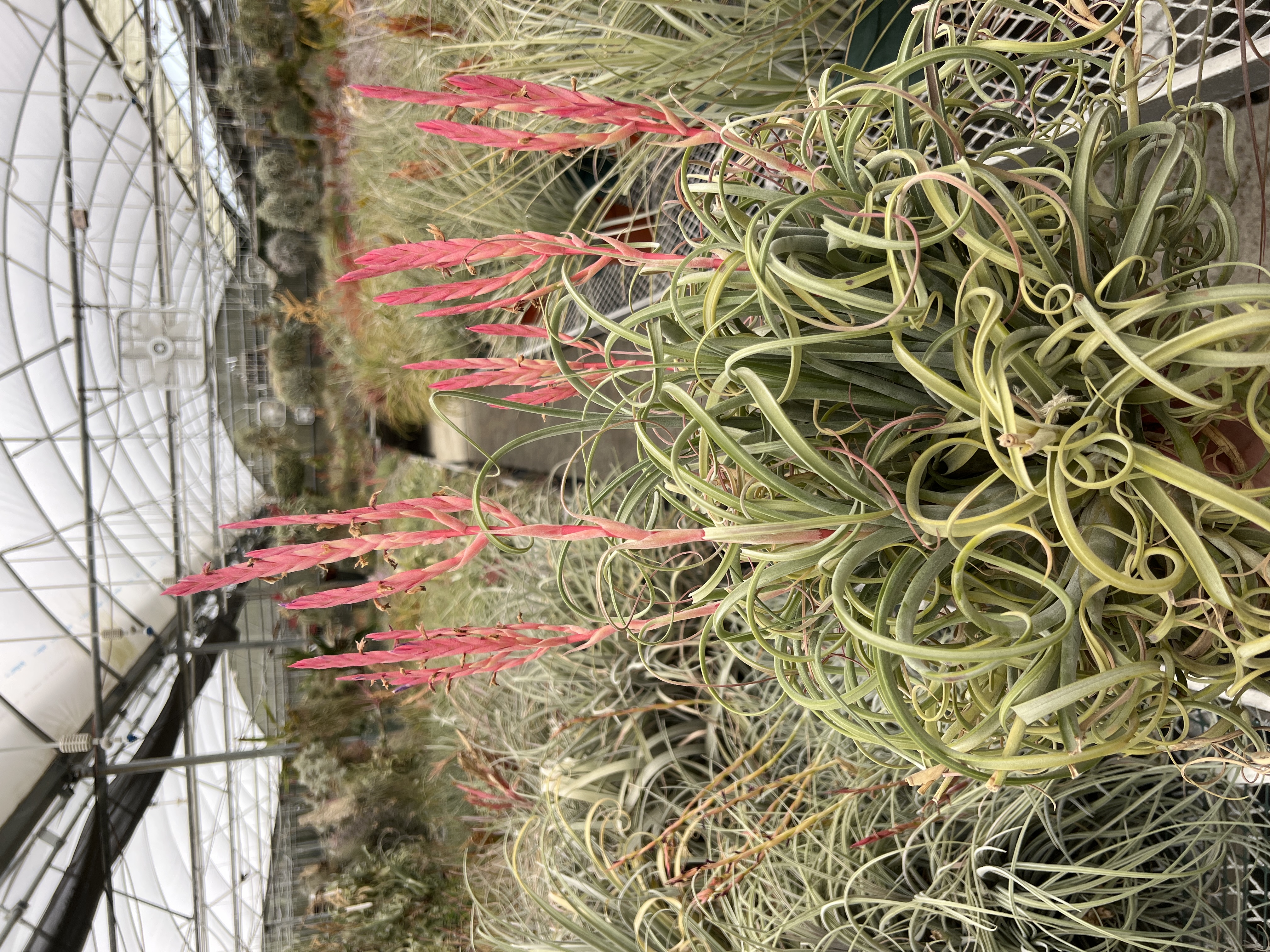 Tillandsia caput medusae x exserta - Bird Rock Tropicals