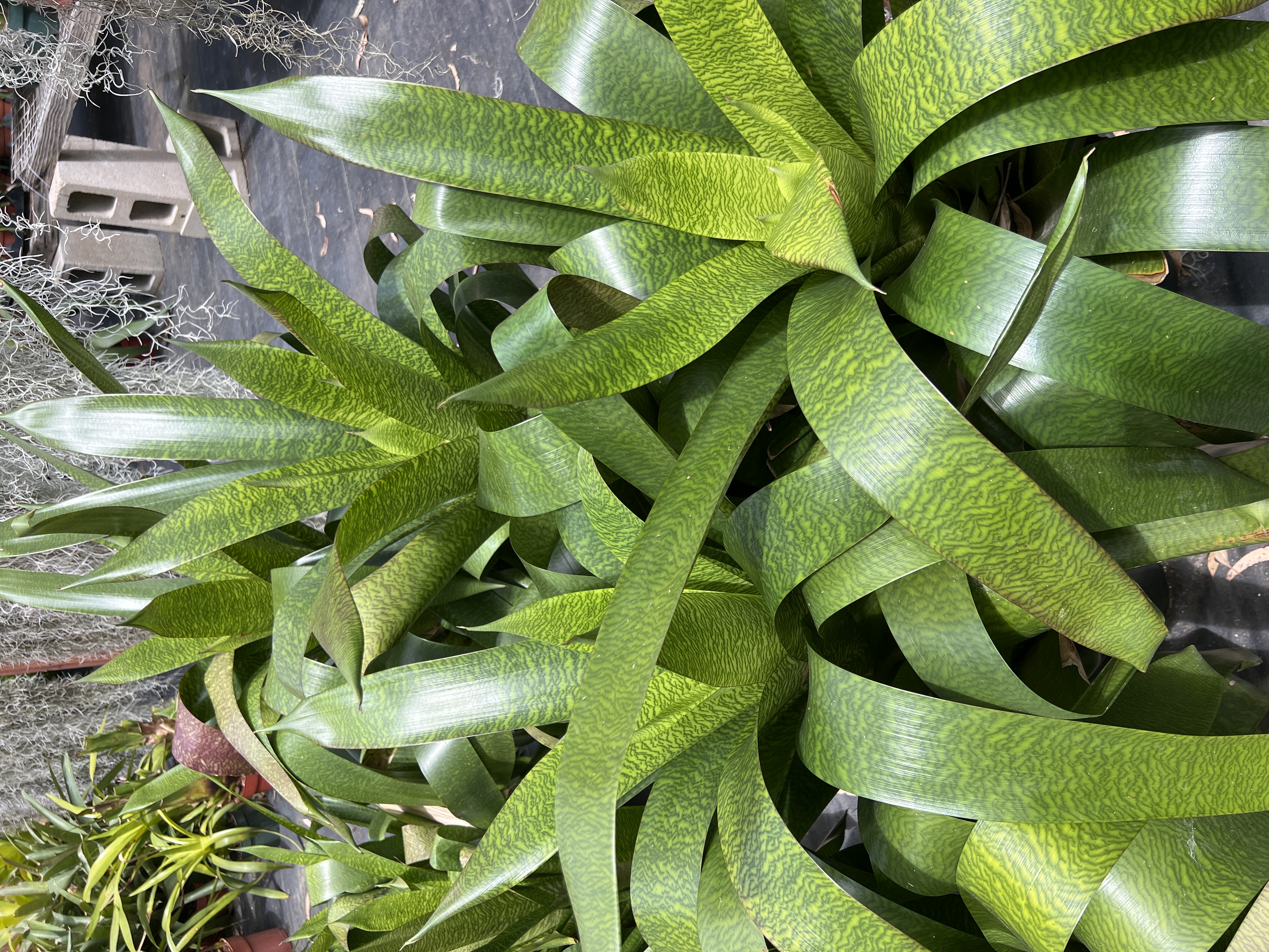 Vriesea heiroglyphica hybrid - Bird Rock Tropicals