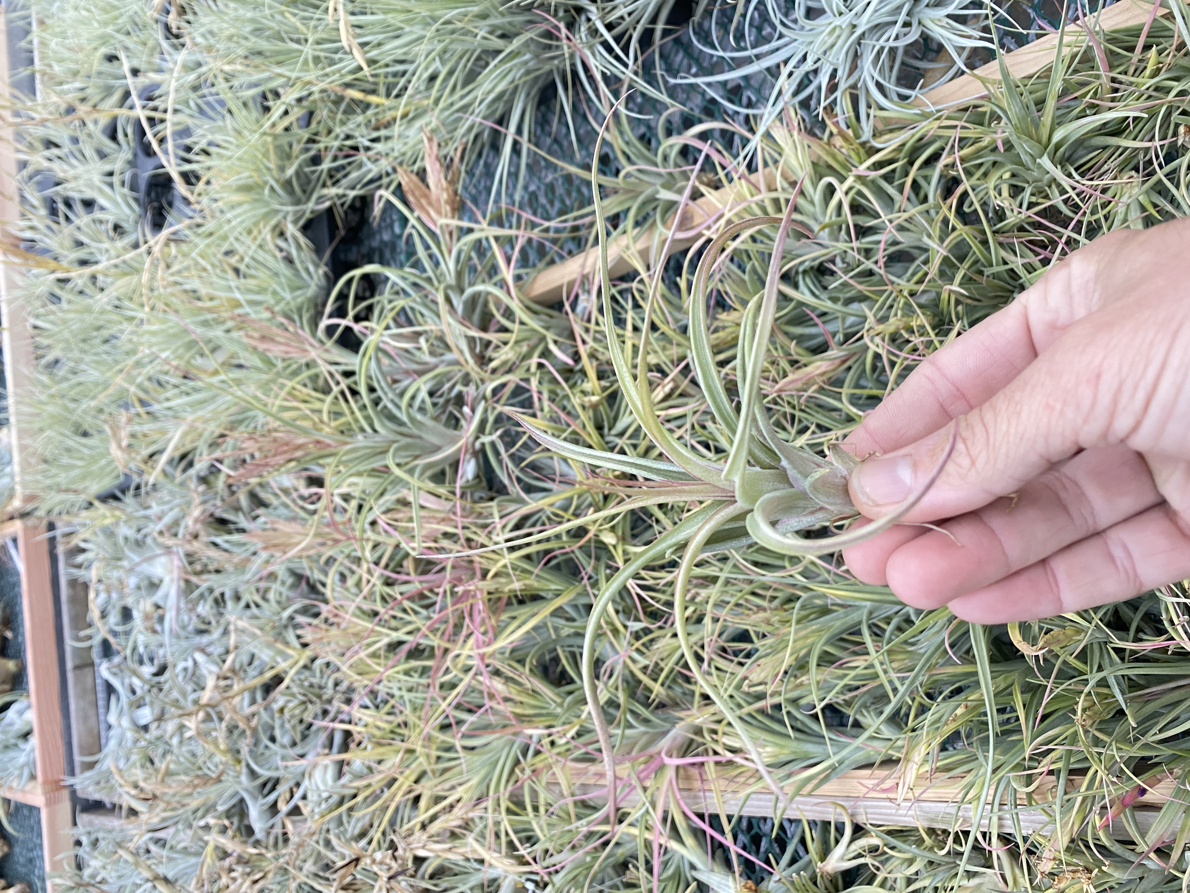 Tillandsia Queen's Prize - (T. caput-medusae 'Robust' x concolor