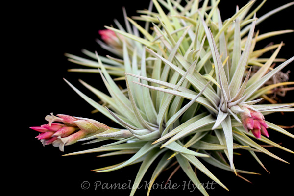 New Tillandsia Handbook ハードカバー New Tillandsia Handbook ハードカバー