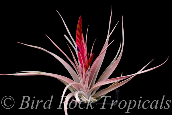 ブロメリア・エアープランツ leopoldo-horstii Double Thorn Clone H149 Tillandsia Flaming Spears