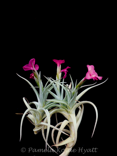 Tillandsia Mystic Rainbow Pink (T. albertiana x arequitae