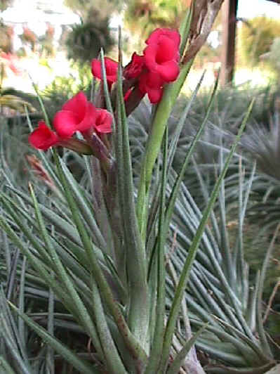 Tillandsia Mystic Twins (T. albertiana x geminiflora) - Bird Rock