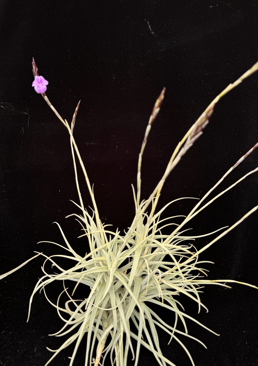 Tillandsia jequiensis - Bird Rock Tropicals