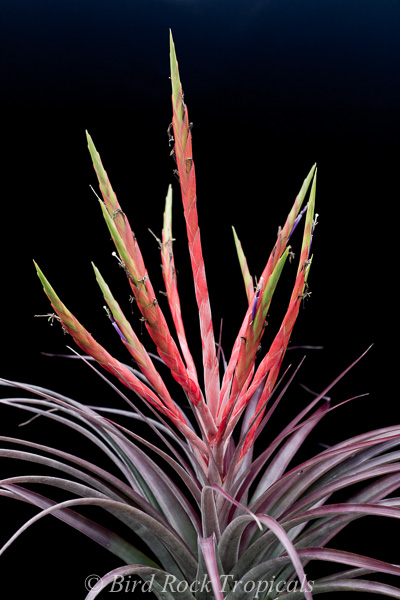 Tillandsia Queen's Fiesta - (T. subteres x flabellata) - Bird Rock
