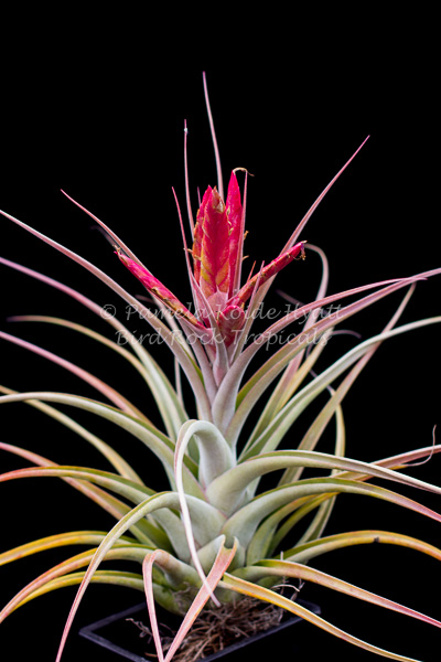 Tillandsia Bird Rock Magic - (T. concolor x ehlersiana
