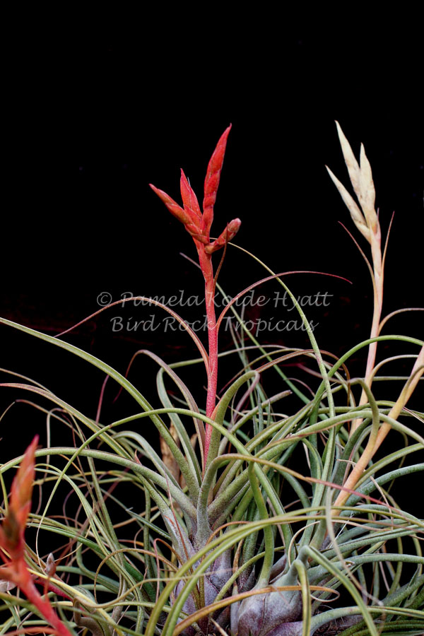 Tillandsia butzii x pseudobaileyi - Guatemala - Bird Rock Tropicals