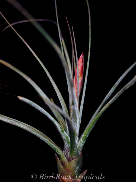 Tillandsia juncea x schiedeana - Bird Rock Tropicals