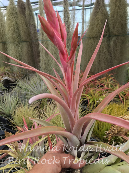 Tillandsia Mary Z - (T. chiapensis x roland-gosselinii) - Bird