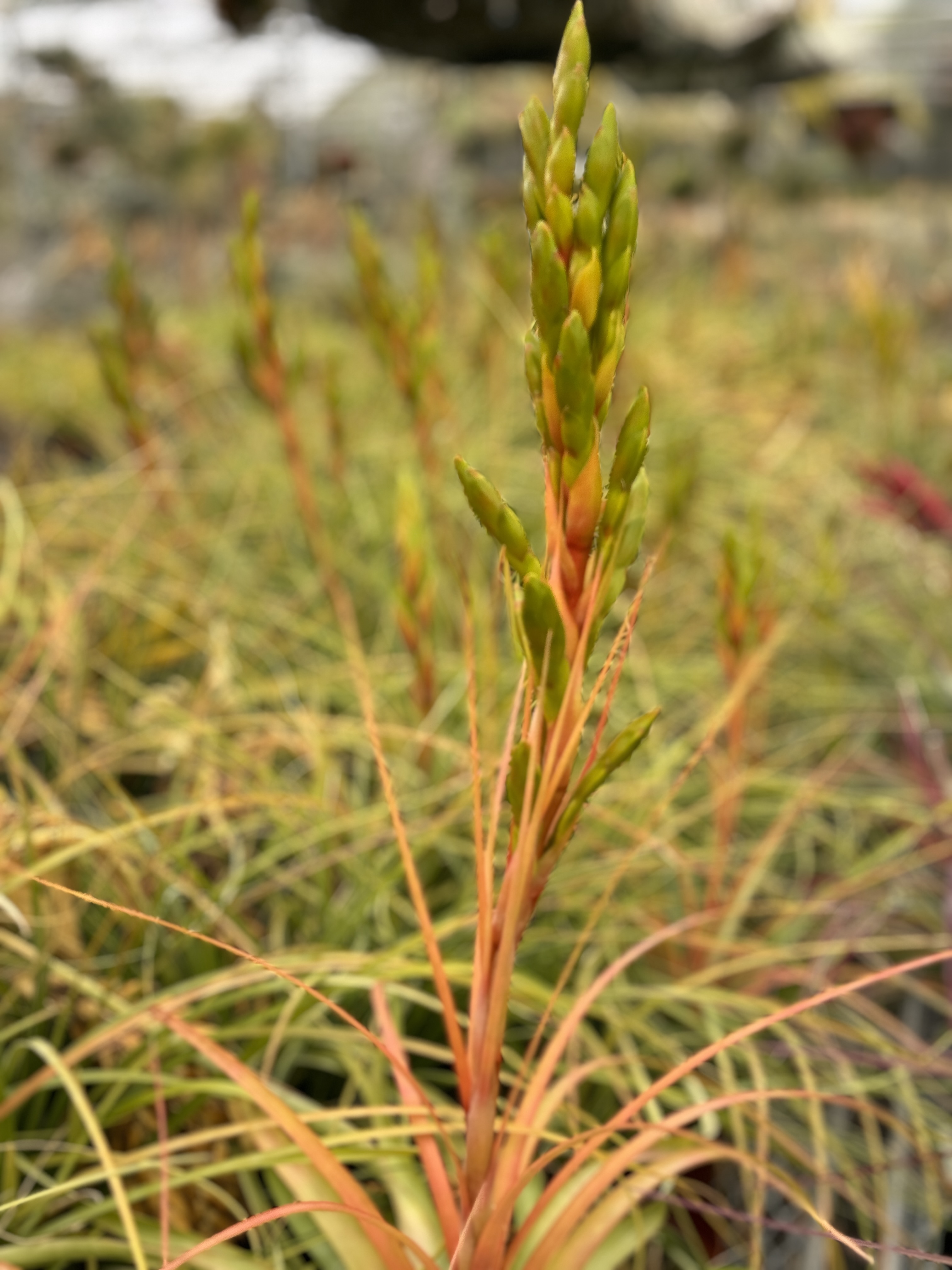 K*5様 Tillandsia ionantha Hawaiian Orange Tillandsia ionantha (orange, enhanced) [2.0-3.0