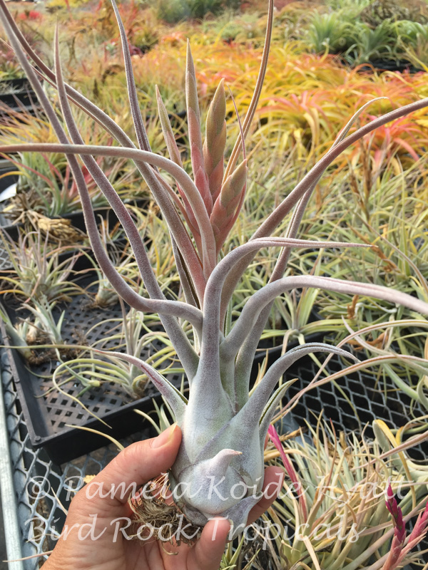 送料無料ライン対応ショップ限定キャンペーン Tillandsia Queen's caput-medusae x ehlersiana (T. - Charm ブロメリア・エアープランツ