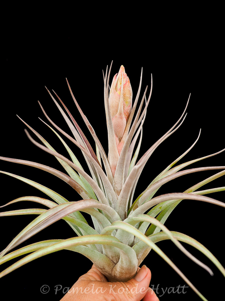 Tillandsia brachyphylla 超特価‼️ Ꭲ.brachyphylla | 【Good Field】エアープランツ専門店