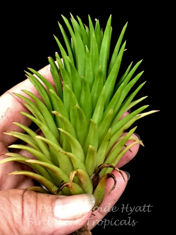 Tillandsia Apretado BRT