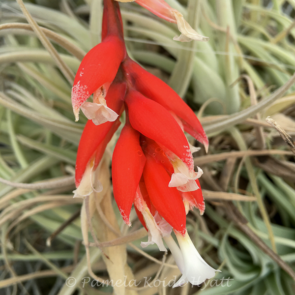 Tillandsia Orange Rainbow 送料無料 珠玉の斑入りティランジア・オレンジレインボー Tillandsia