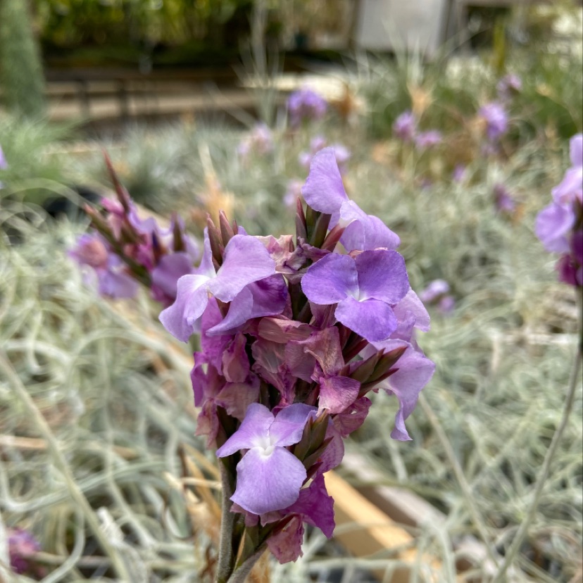 Tillandsia streptocarpa - Bird Rock Tropicals