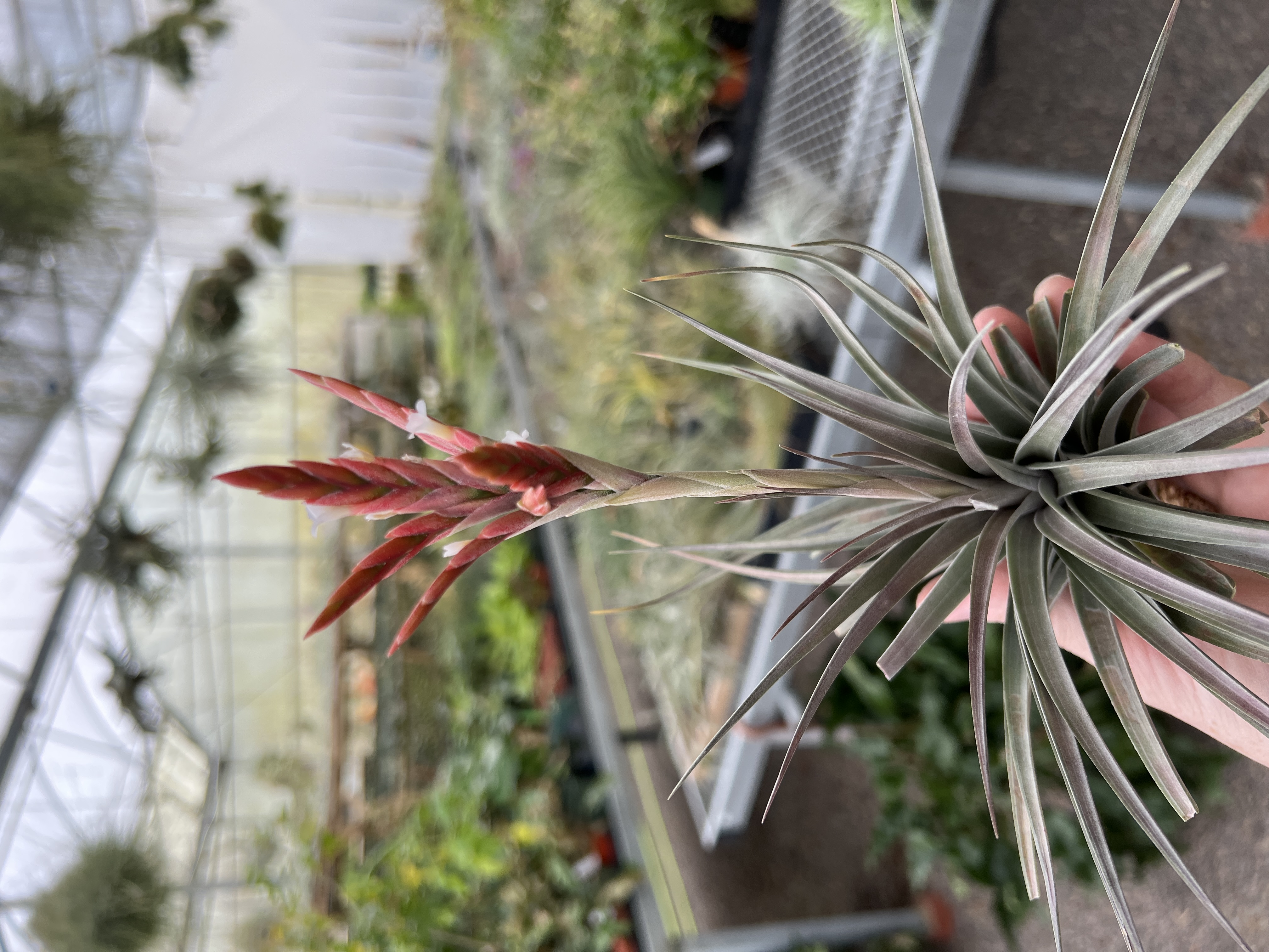 Tillandsia vernicosa - Bird Rock Tropicals