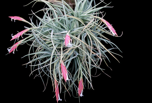 む*ん様 Tillandsia brealitoensis Tillandsia brealitoensis Argentina 良きかな〜 だんだん傾い