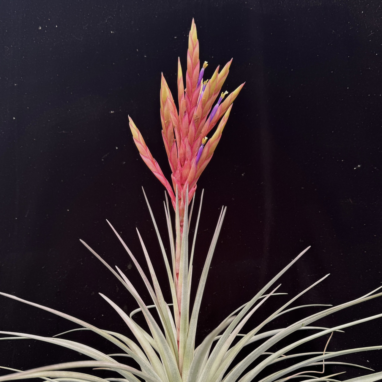 Tillandsia fasciculata v. densispica (Dominican Republic)