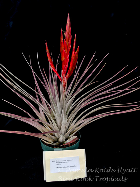 Tillandsia fasciculata v. fasciculata (red) - Bird Rock Tropicals