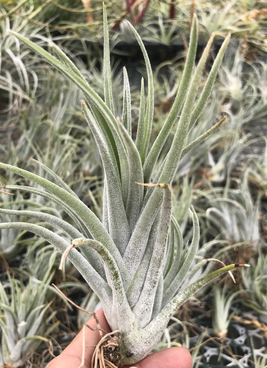む*ん様 Tillandsia brealitoensis Tillandsia brealitoensis Argentina 良きかな〜 だんだん傾い