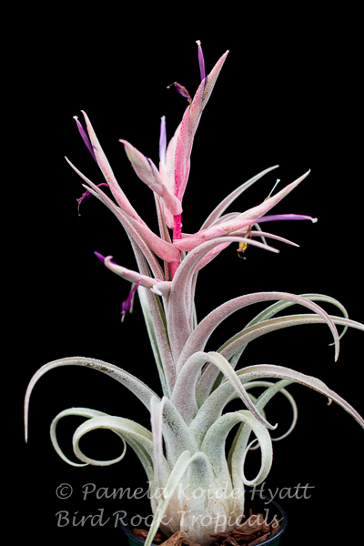 Tillandsia ヒルタ HR＊チランジア ヒルタ v. ヒルタ Tillandsia hirta var. hirta